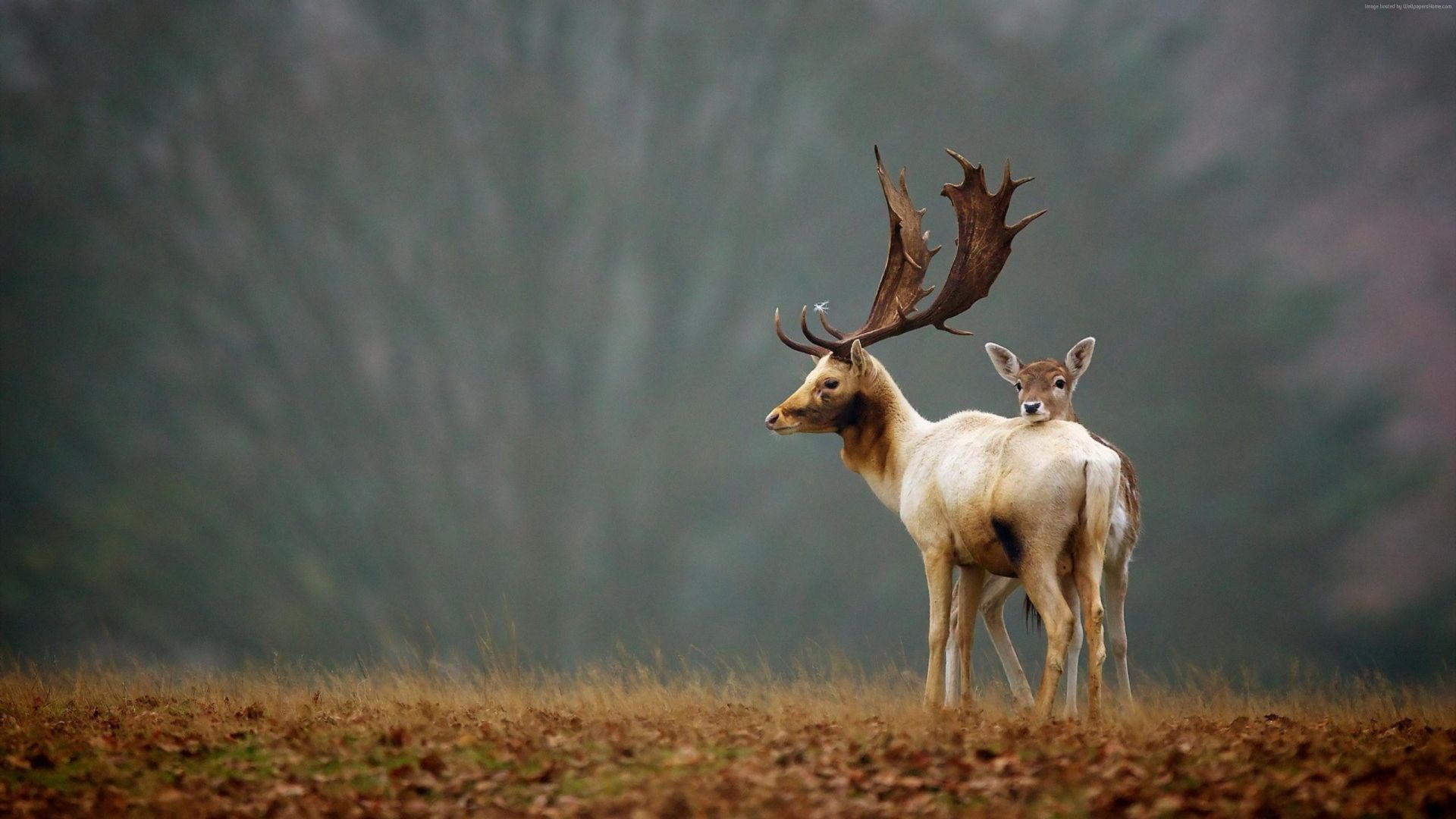 олень, deer, cute animals, autumn, 4k (horizontal)