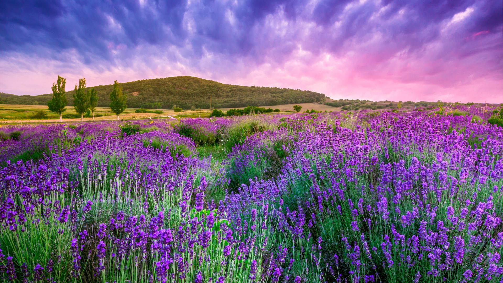 лаванда, поле, Прованс, Франция, lavender, field, sky, mountain, Provence, France, Europe, 4k (horizontal)
