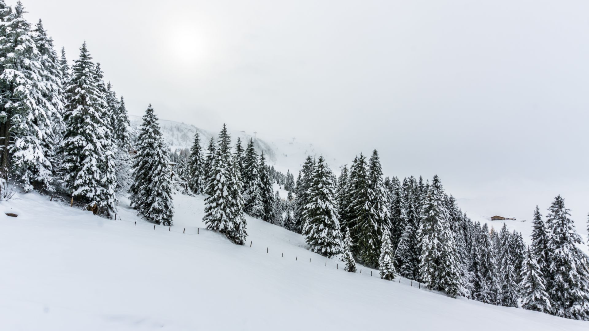 лес, снег, зима, forest, tree, snow, winter, 5k (horizontal)