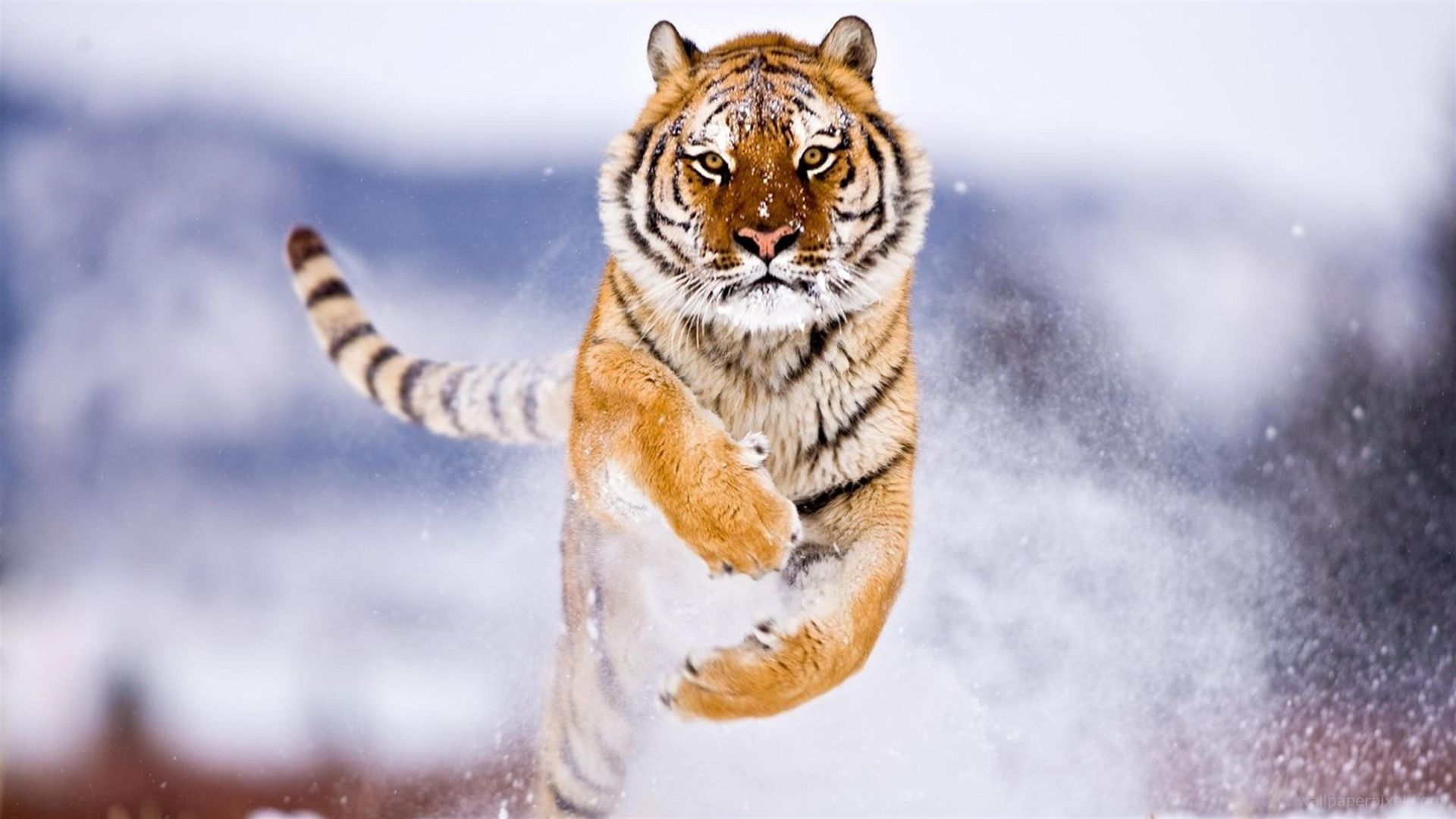 тигр, tiger, cute animals, snow, winter, 8k (horizontal)