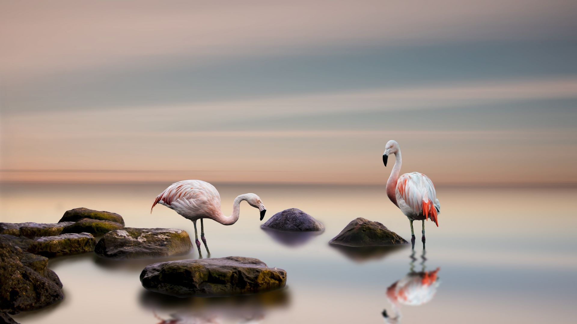 фламинго, flamingo, bird, ocean, 5k (horizontal)
