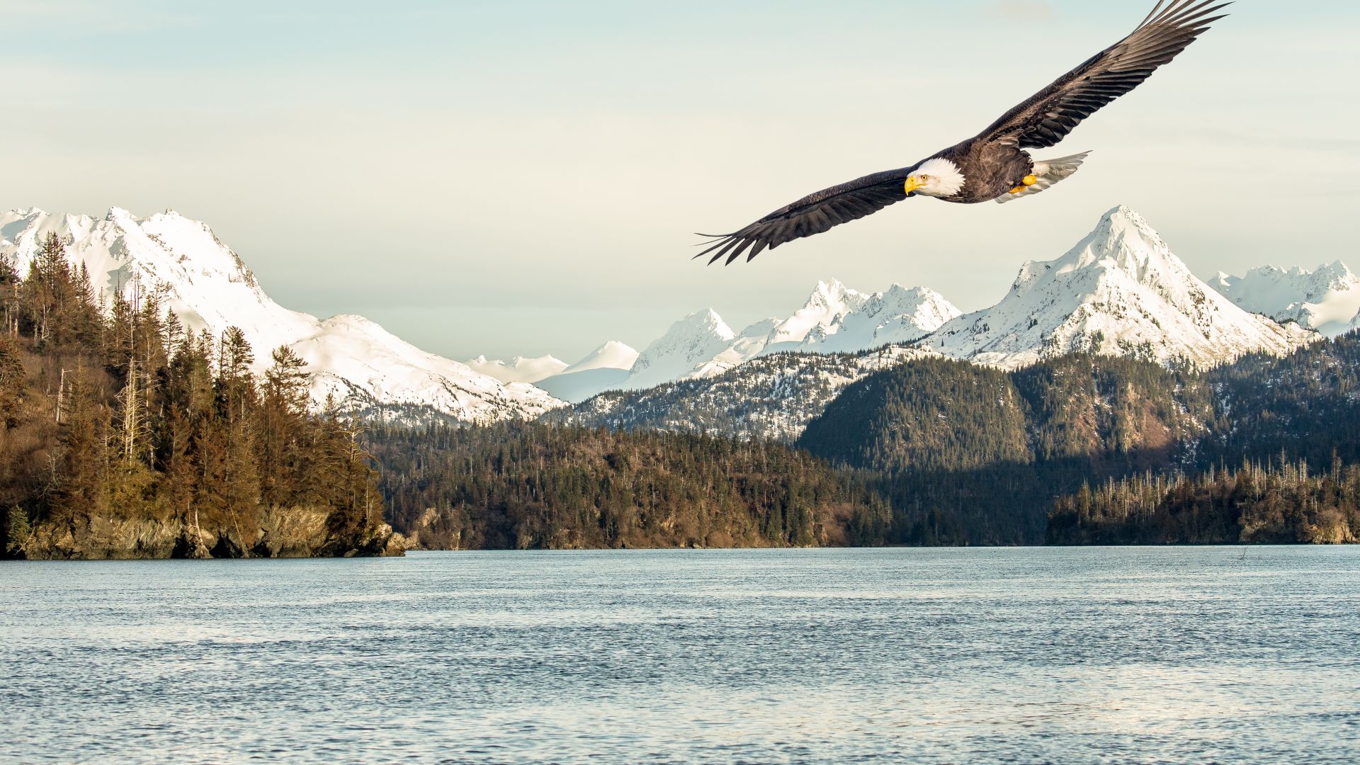 орел, eagle, mountains, lake, 5k (horizontal)