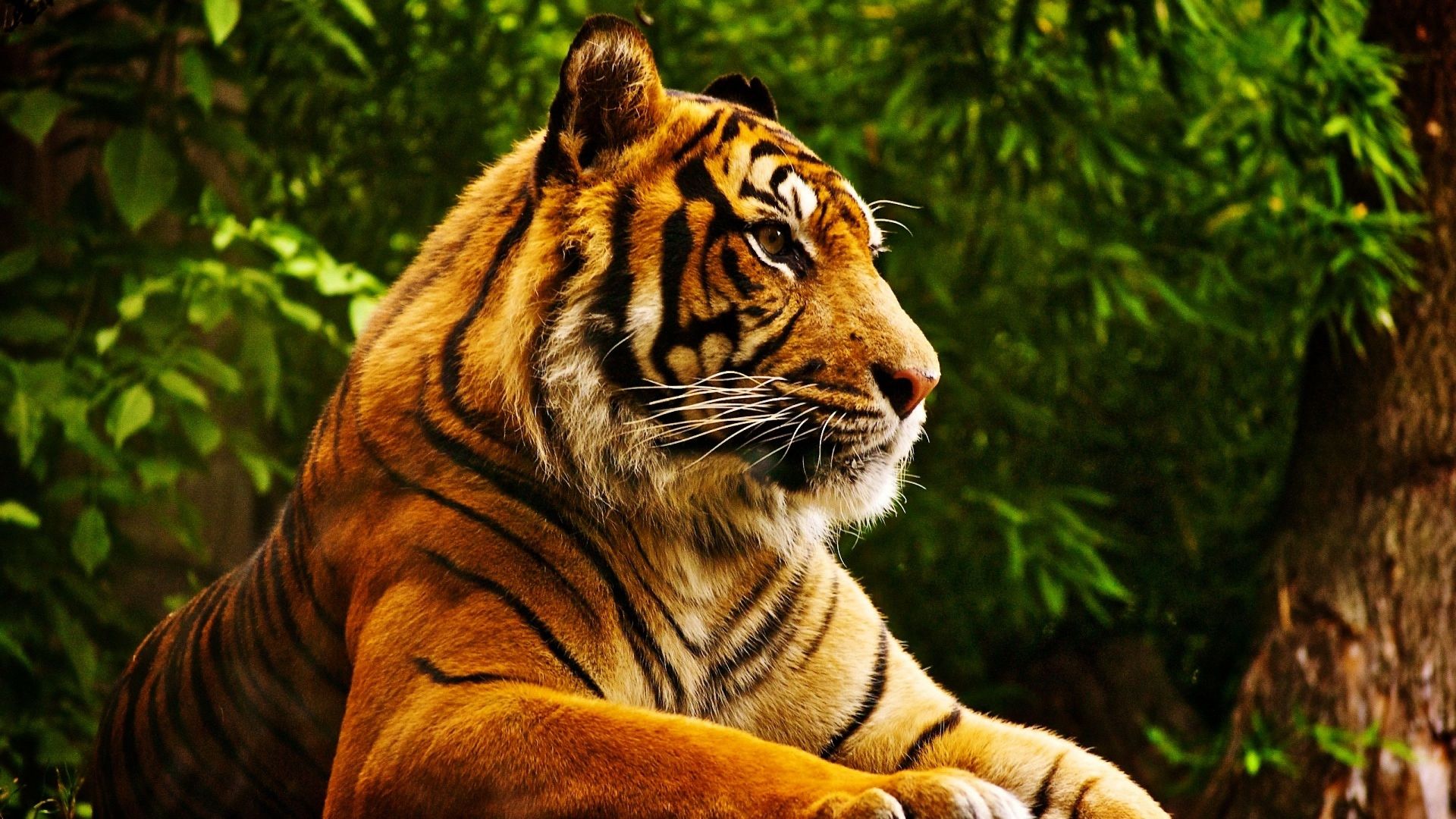 тигр, tiger, cute animals, 4k (horizontal)
