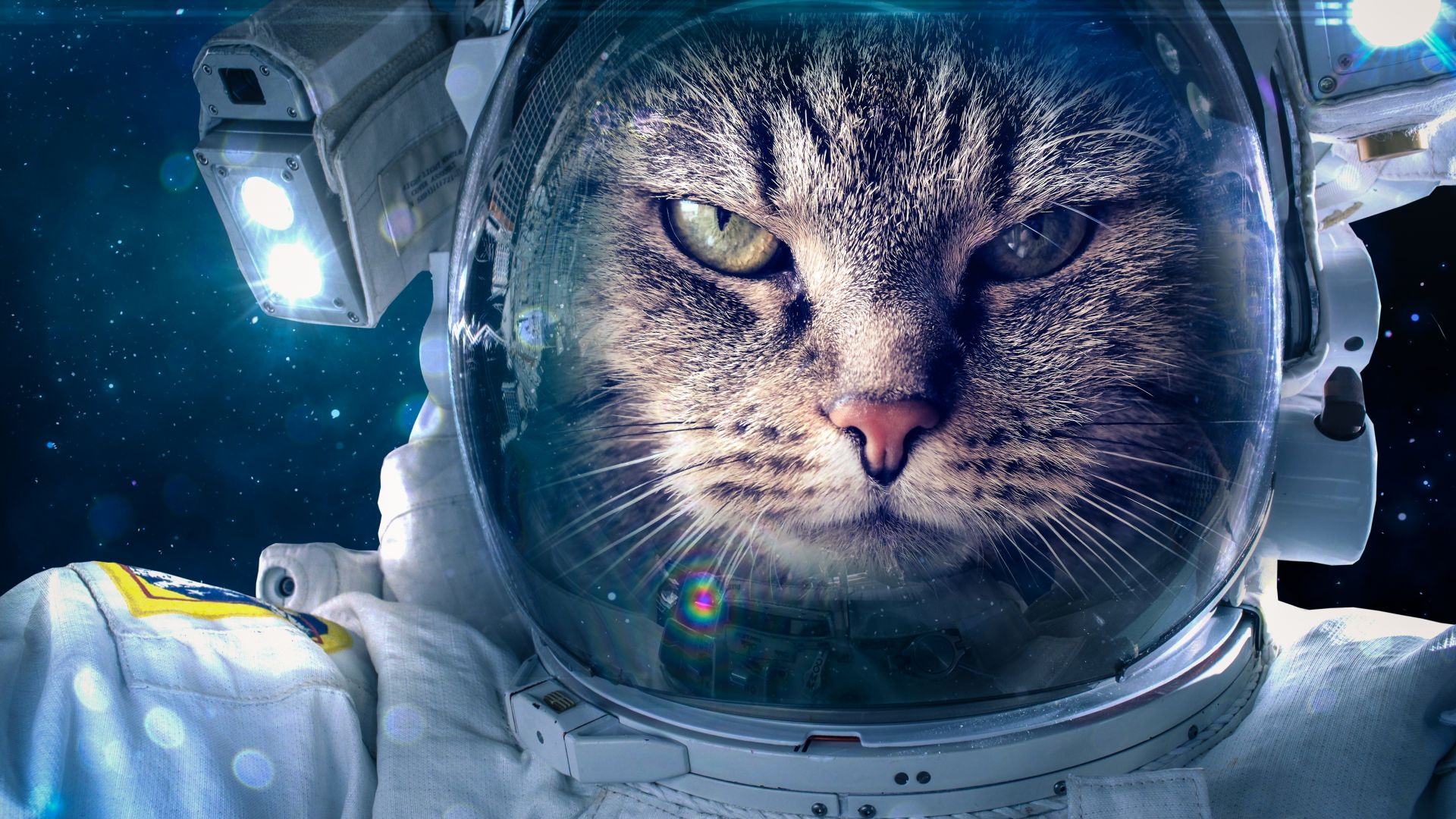 Кот, космонавт, Astronaut, Funny animals, Cat, 5K (horizontal)