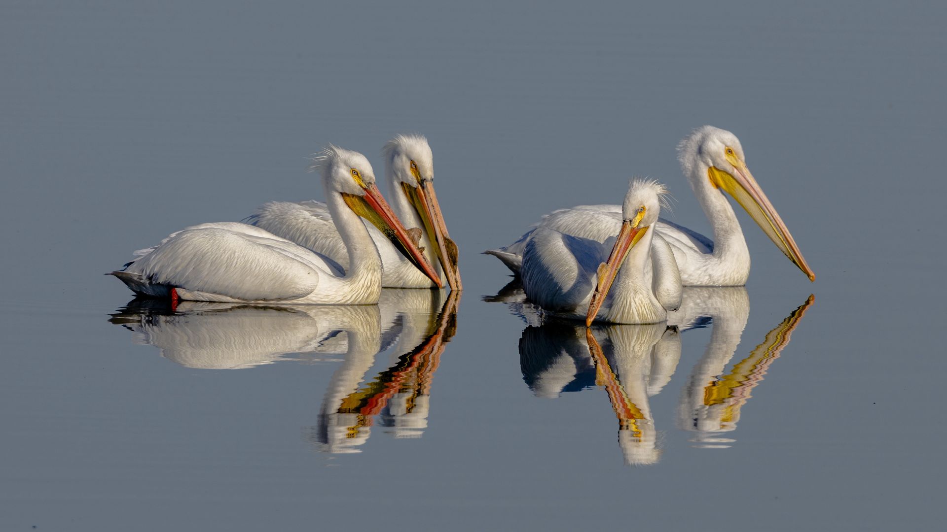 Пеликан, Pelican, bird, reflection, 4K (horizontal)