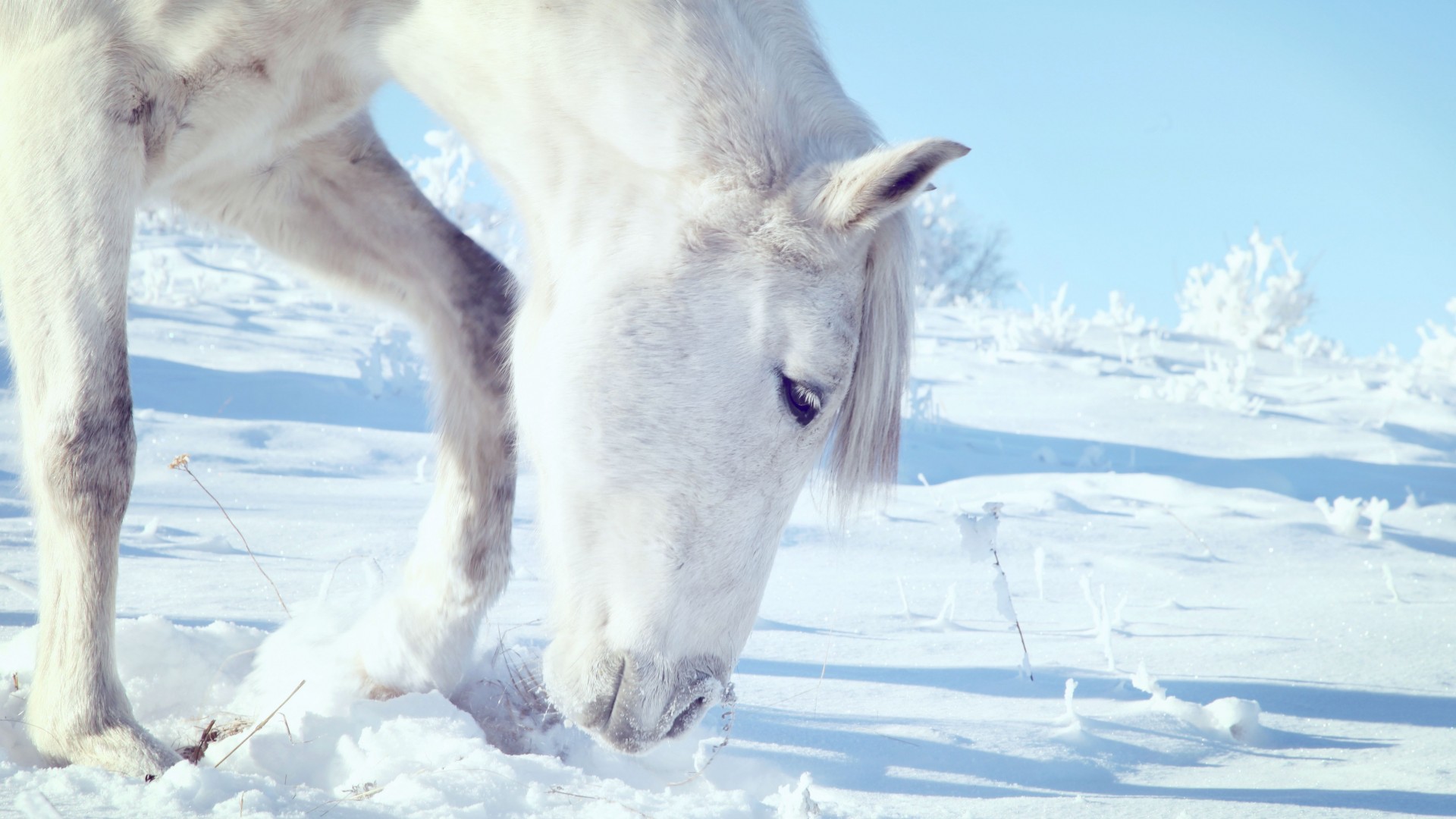 лошадь, копыта, грива, Horse, hooves, mane, white, snow, winter, close (horizontal)