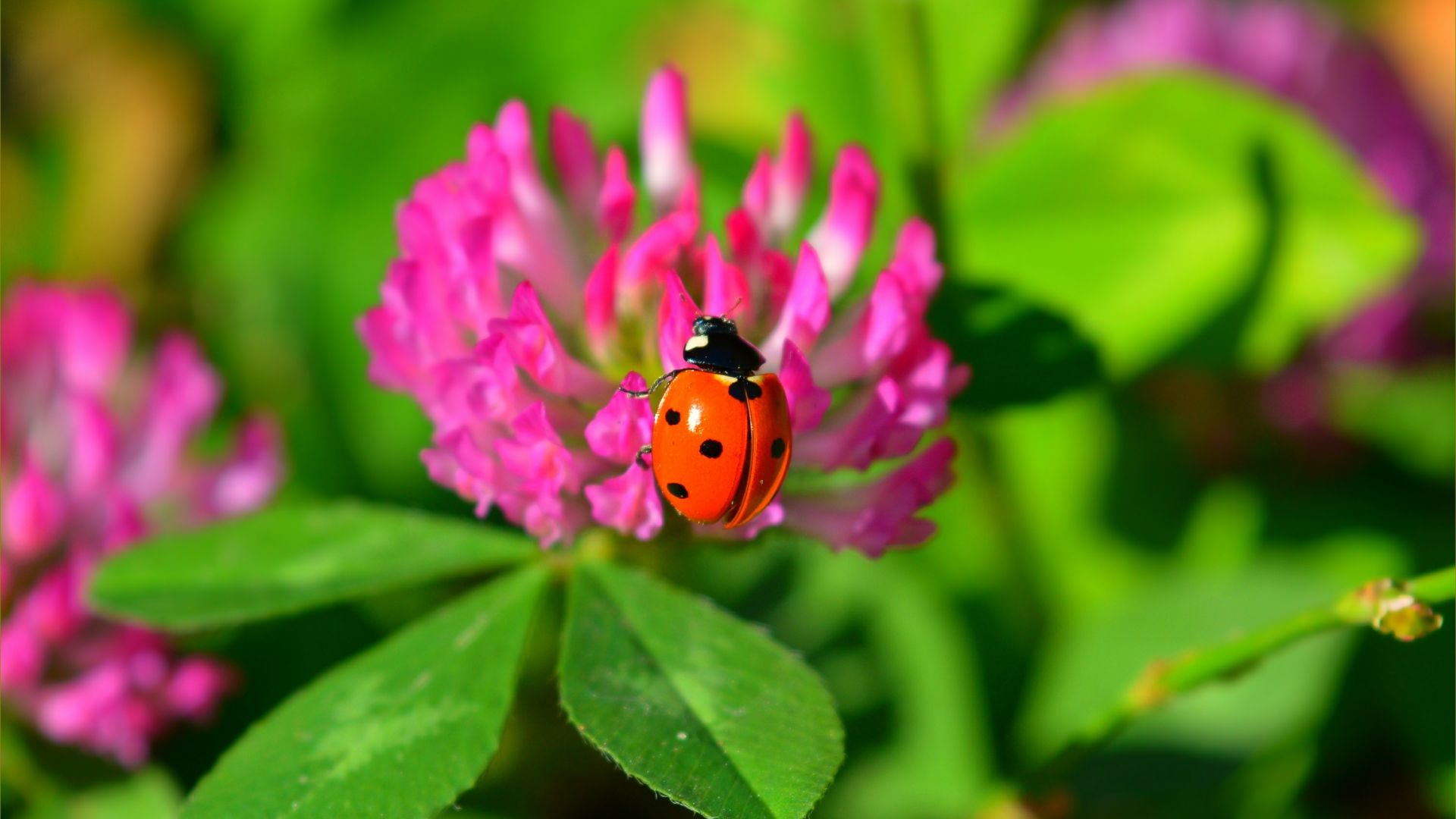 Божья коровка, Ladybug, flower, 4K (horizontal)