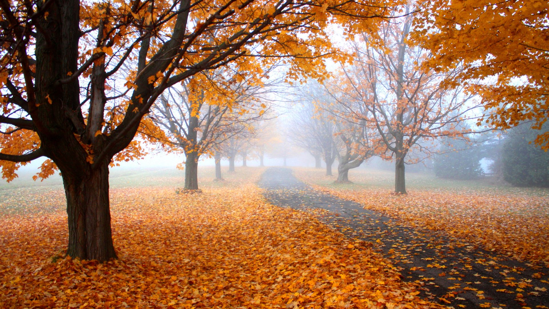 Осень, Autumn, leaves, tree, yellow, 4K (horizontal)