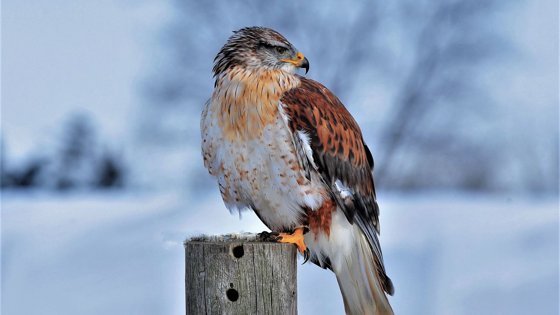 Королевский ястреб, Ferruginous Hawk, bird, winter, snow, 4K (horizontal)