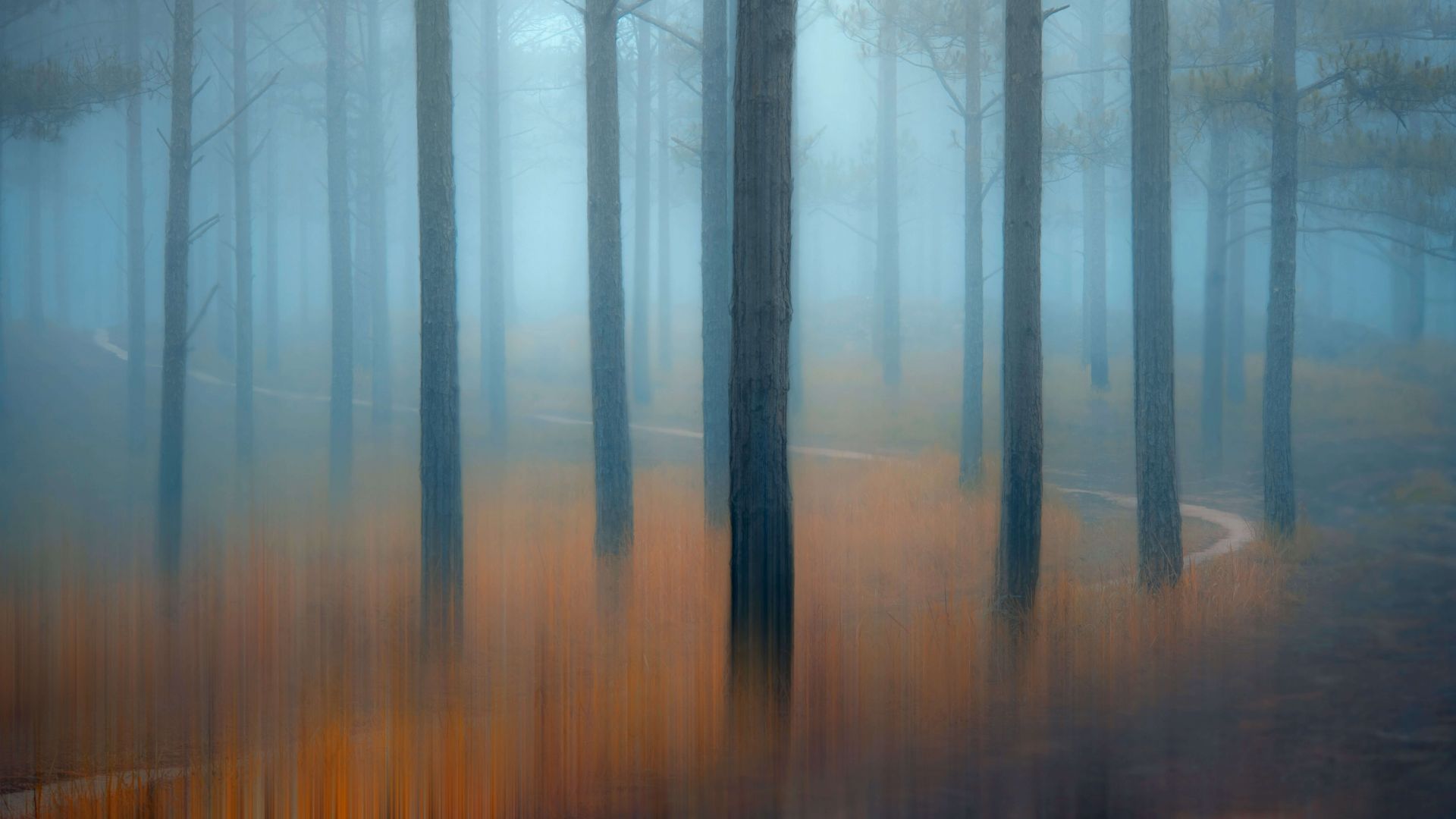 лес, деревья, туман, forest, trees, fog, 5K (horizontal)