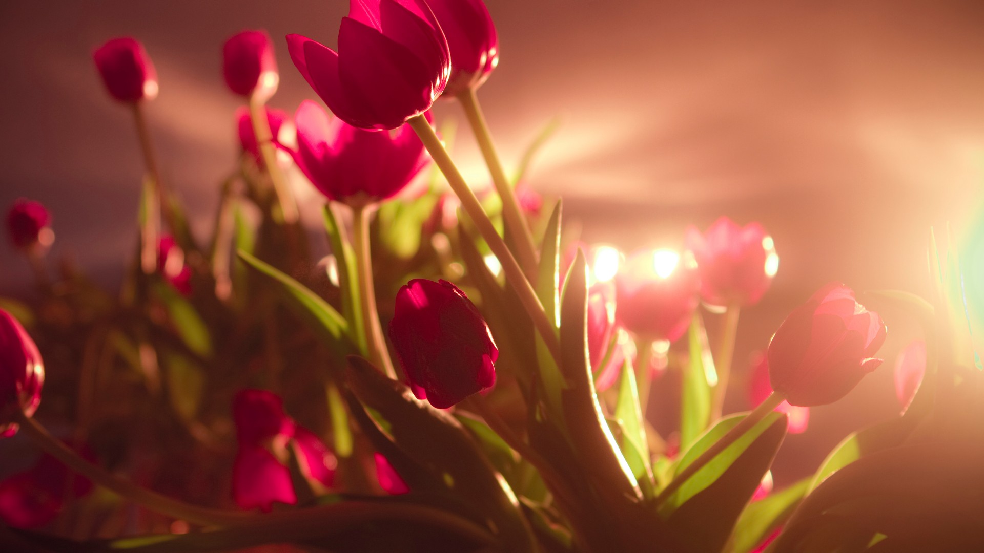 тюльпаны, 4k, HD, красные, День Валентина, 14 Февраля, tulips, 4k, HD wallpaper, red, Valentine's Day, February 14 (horizontal)