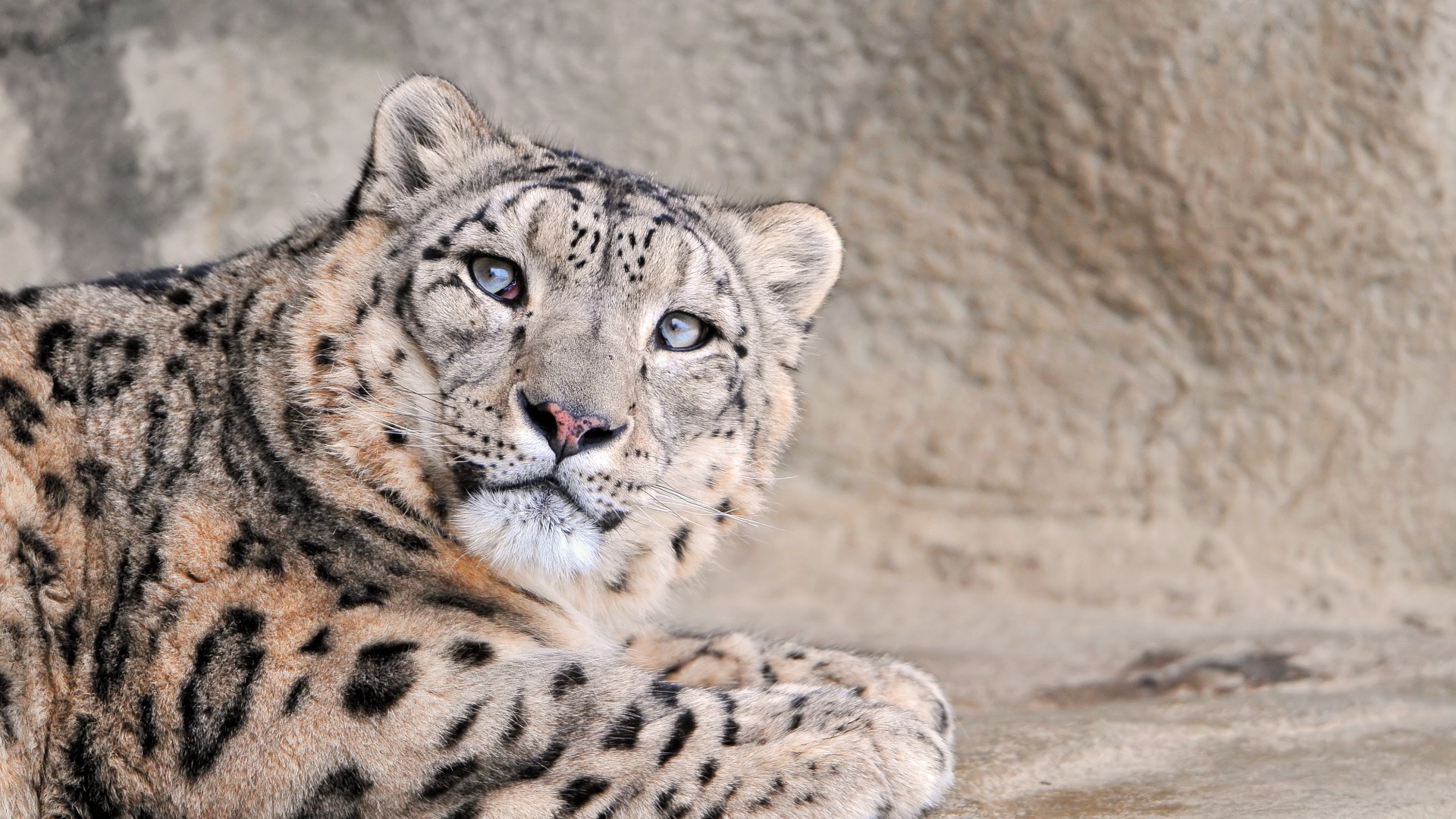 леопард, Leopard, National Geographic, rock (horizontal)