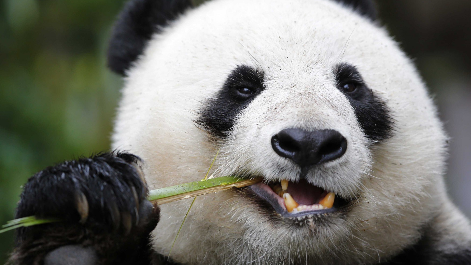 Панда, зоопарк, Китай, Panda, Giant Panda Zoo, Cute animals (horizontal)