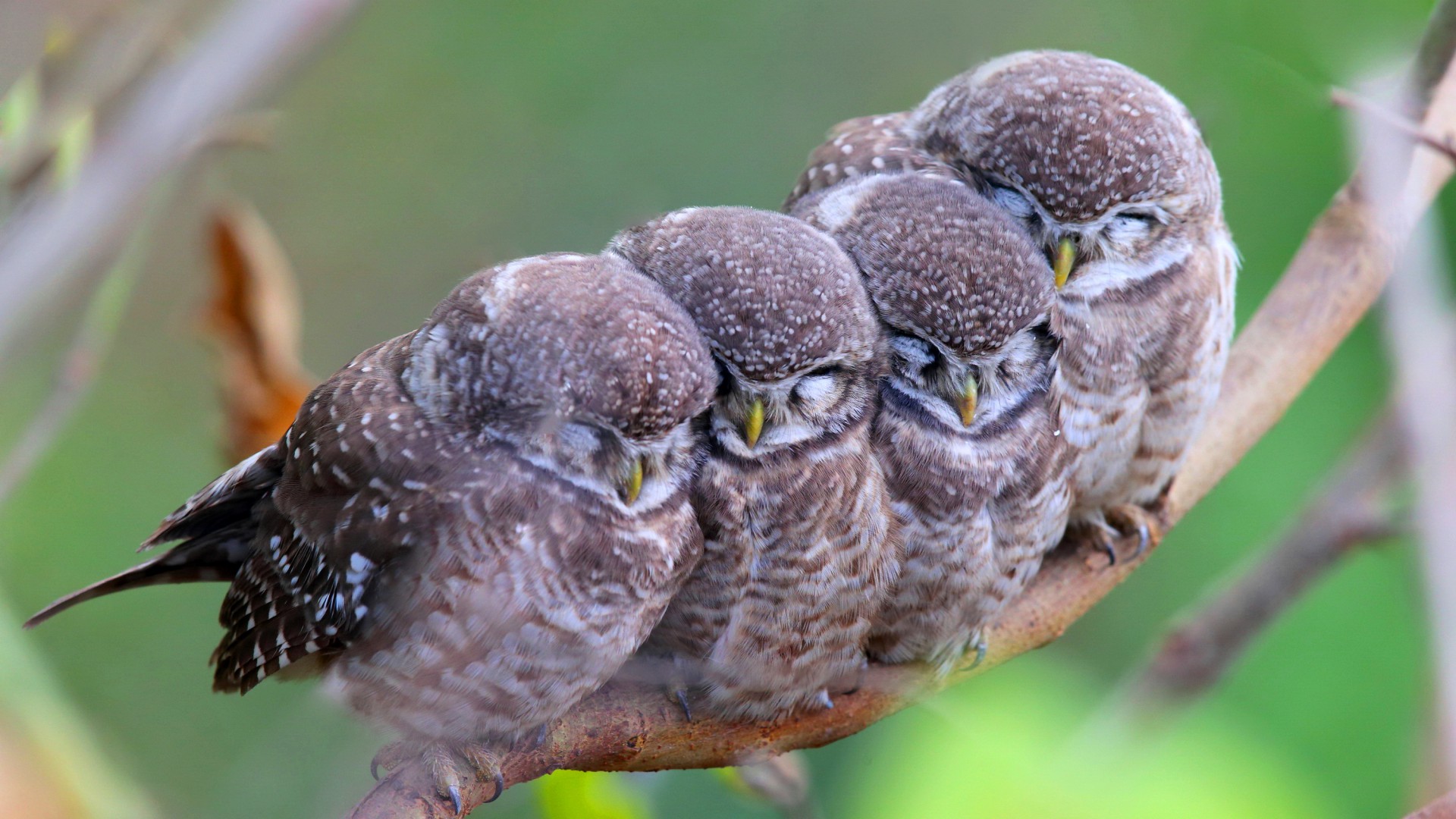 Пятнистая сова, совы, птицы, мама, малыши, милые животные, Spotted owl, owls, birds, mom, babes, Cute animals (horizontal)