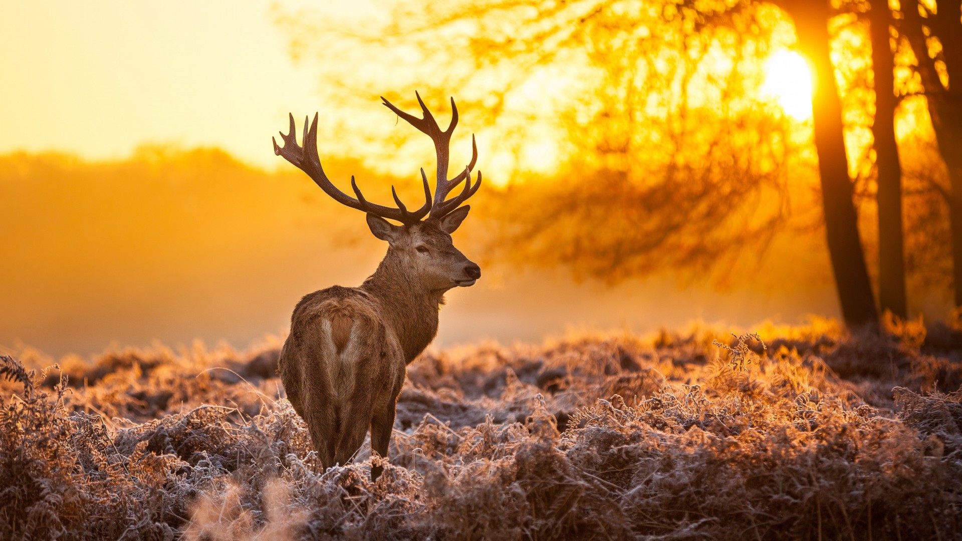 Олень, 4k, HD, природа, дикая, закат, зима, Deer, 4k, HD wallpaper, wild, sun, yellow, nature, winter (horizontal)