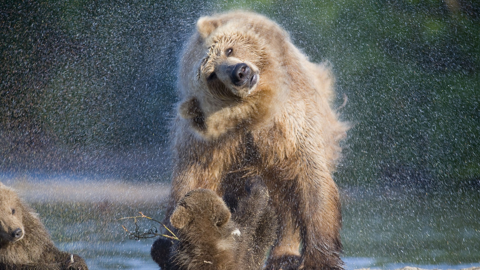 Медведи, вода, моются, Bears, water, wash, National Geographics (horizontal)