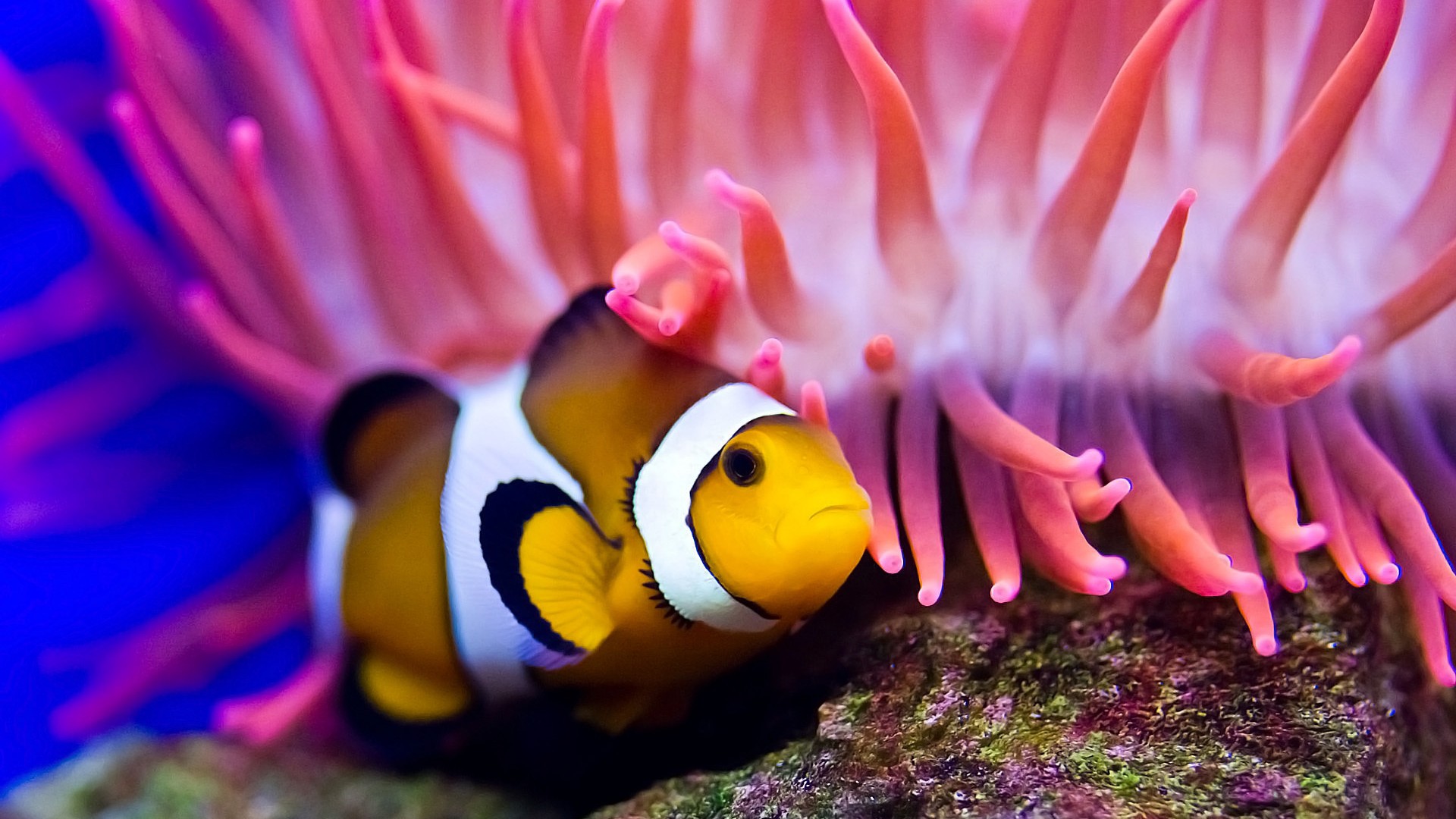 Рыба-клоун, дайвинг, Красное море, кораллы, лучшее в мире место для дайвинга, Clownfish, diving, Red sea, coral, World's best diving sites, deep sea creatures (horizontal)
