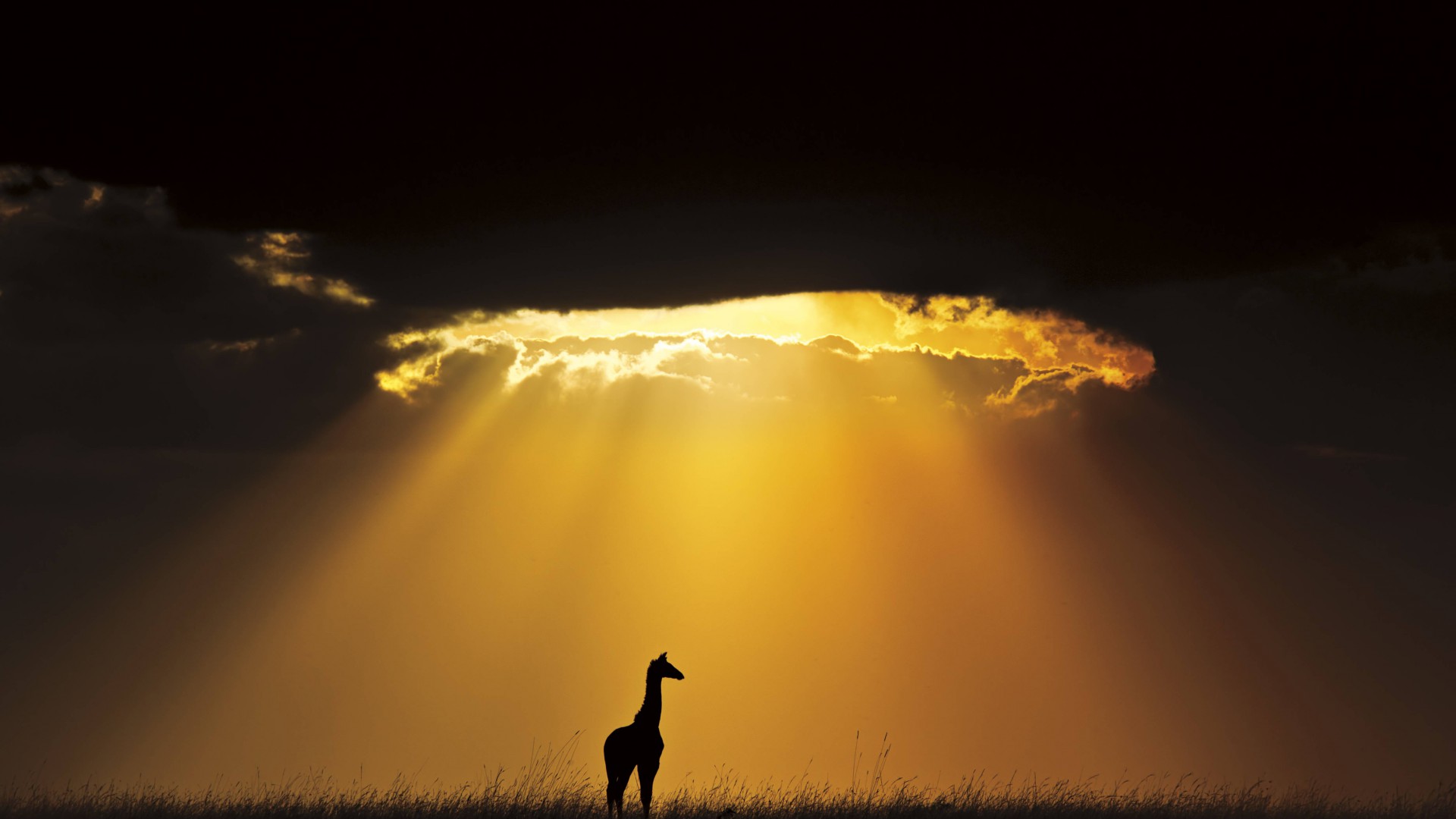 жираф, небо, пейзаж, облака, солнце, силуэт, giraffe, sky, landscape, clouds, sun, silhouette (horizontal)