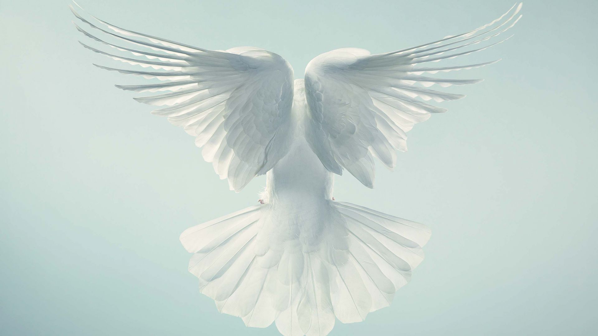 Голубь, полет, небо, Dove, pigeon, flight, sky (horizontal)