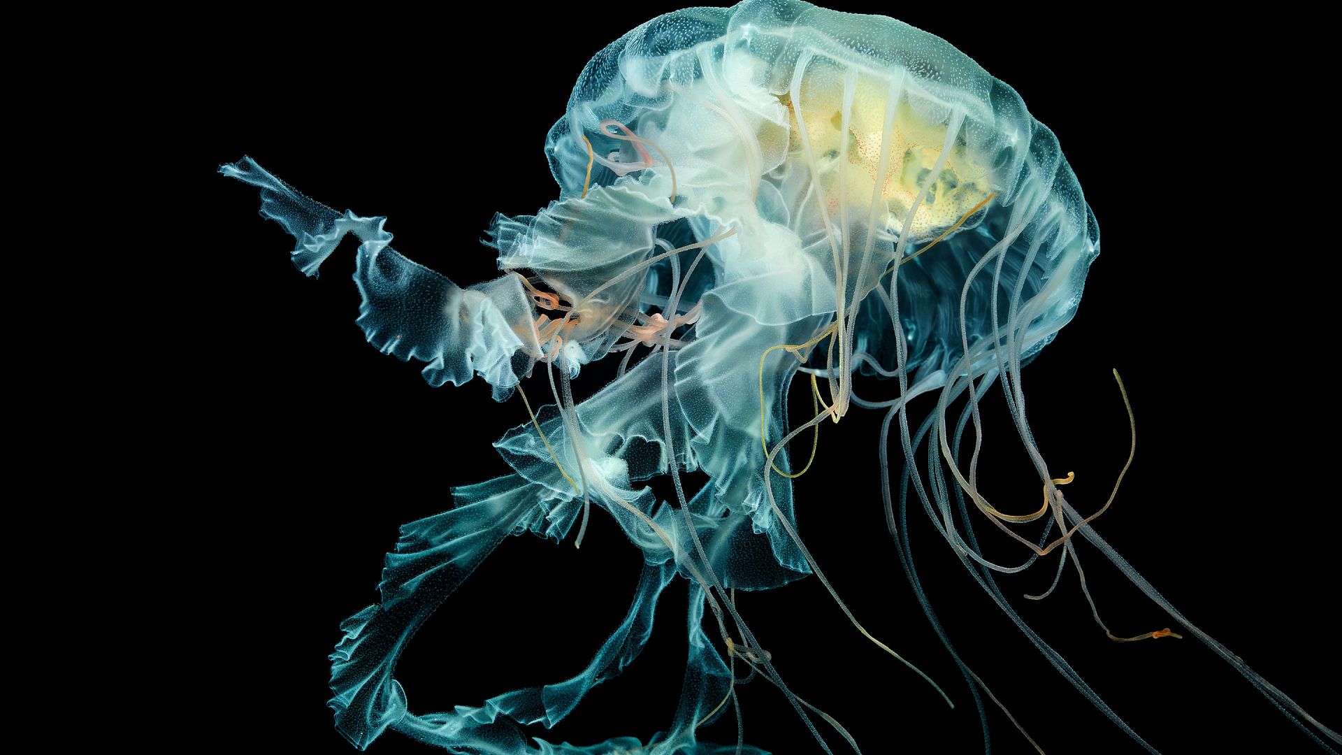 Волосистая цианея, 4k, HD, подводный мир, Apple Watch Wallpaper Jellyfish, 4k, HD wallpaper, Lion's mane jellyfish, underwater (horizontal)