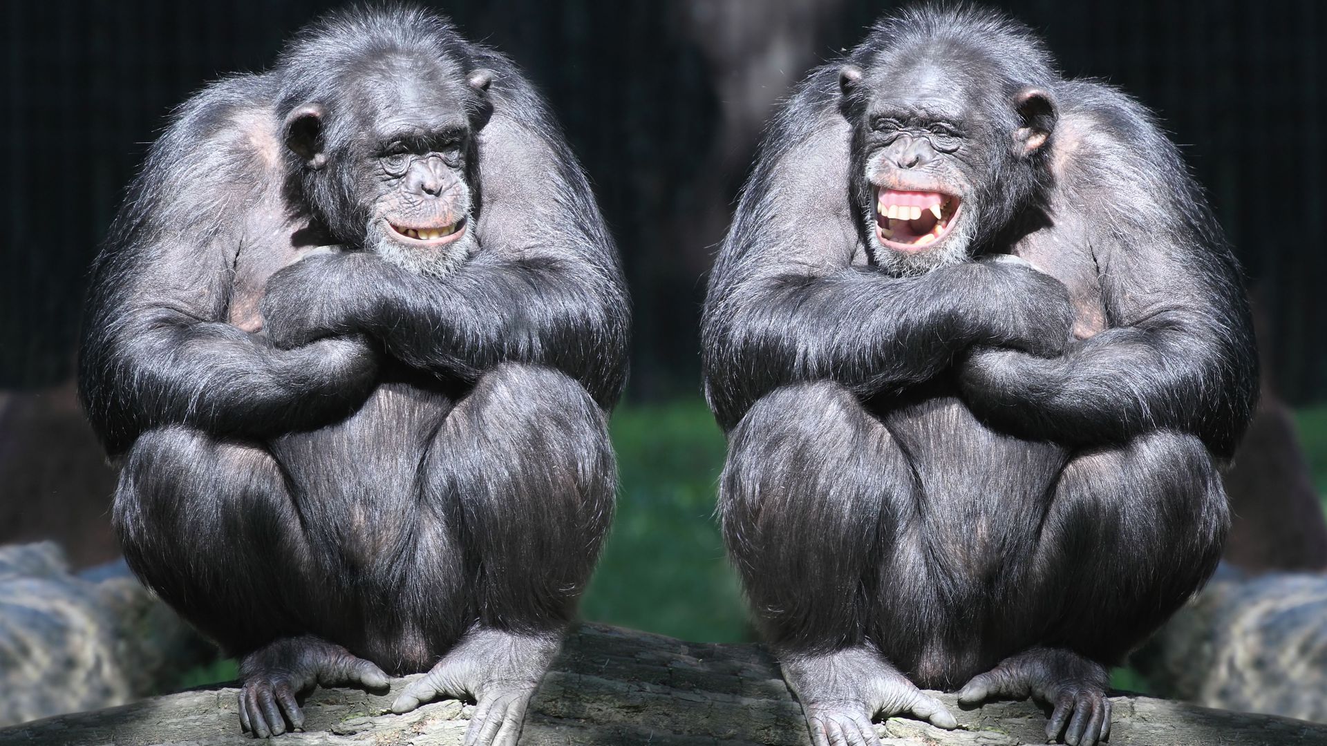 шимпанзе, пара, милые животные, обезъяна, забавный, chimpanzee, couple, cute animals, monkey, funny (horizontal)