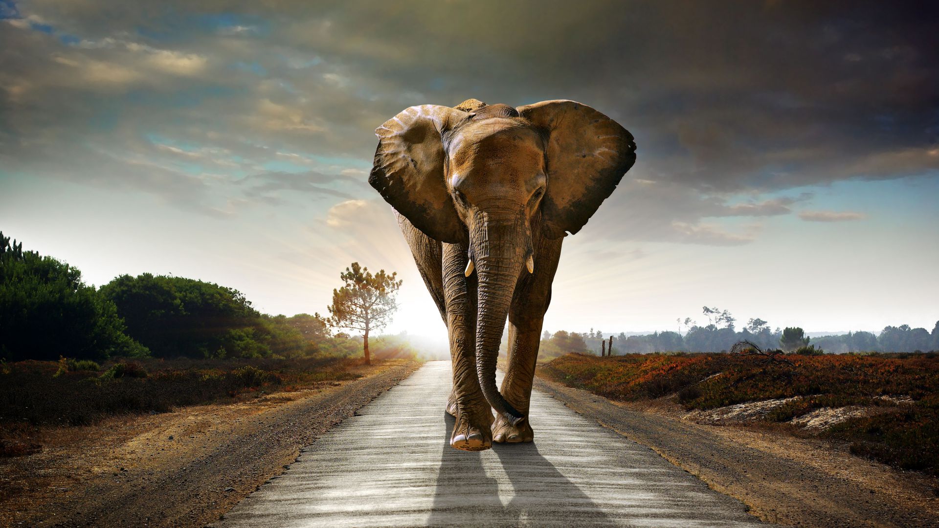 Слон, закат, дорога, природа, Elephant, sunset, road, nature (horizontal)