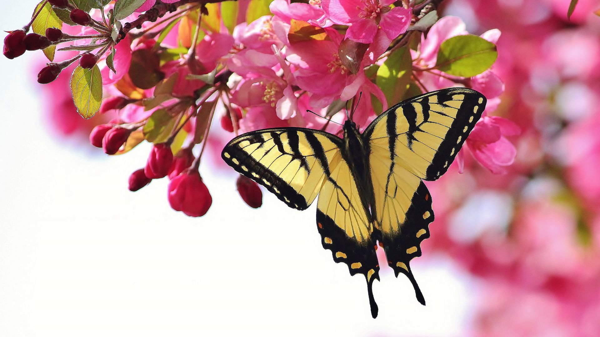 Тигровая бабочка, макро, цветы, Tiger Butterfly, macro, flowers (horizontal)