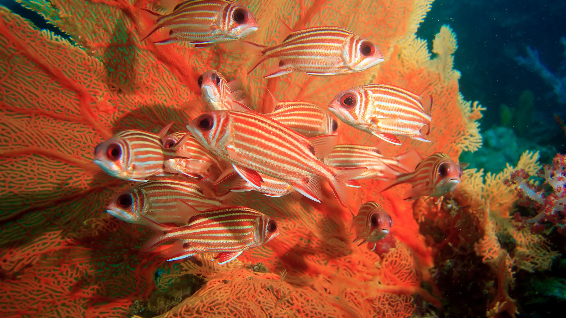 Коралловая гаррупа, кораллы, подводный мир, Coral hind, corals, underwater (horizontal)