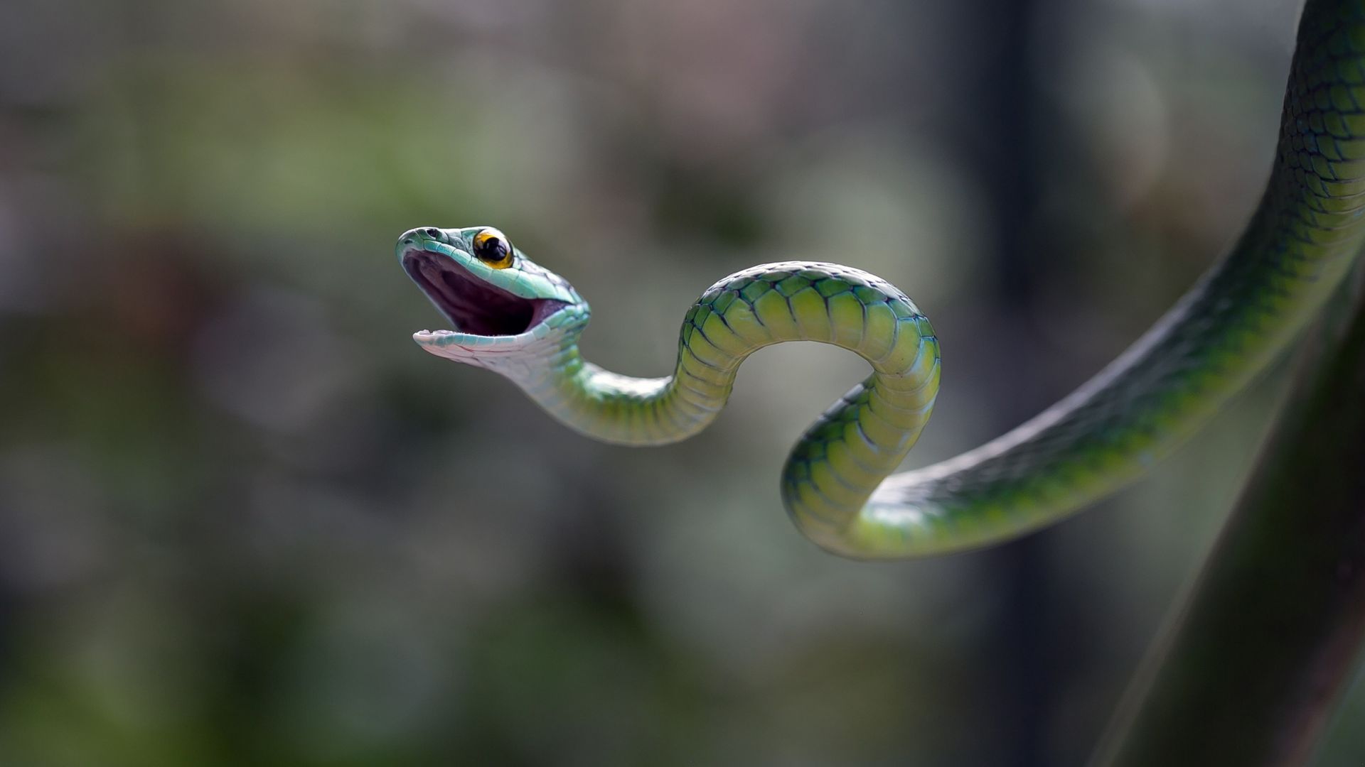 Узкоголовая мамба, змея, макро, размытость, Eastern green mamba, snake, macro, blur (horizontal)