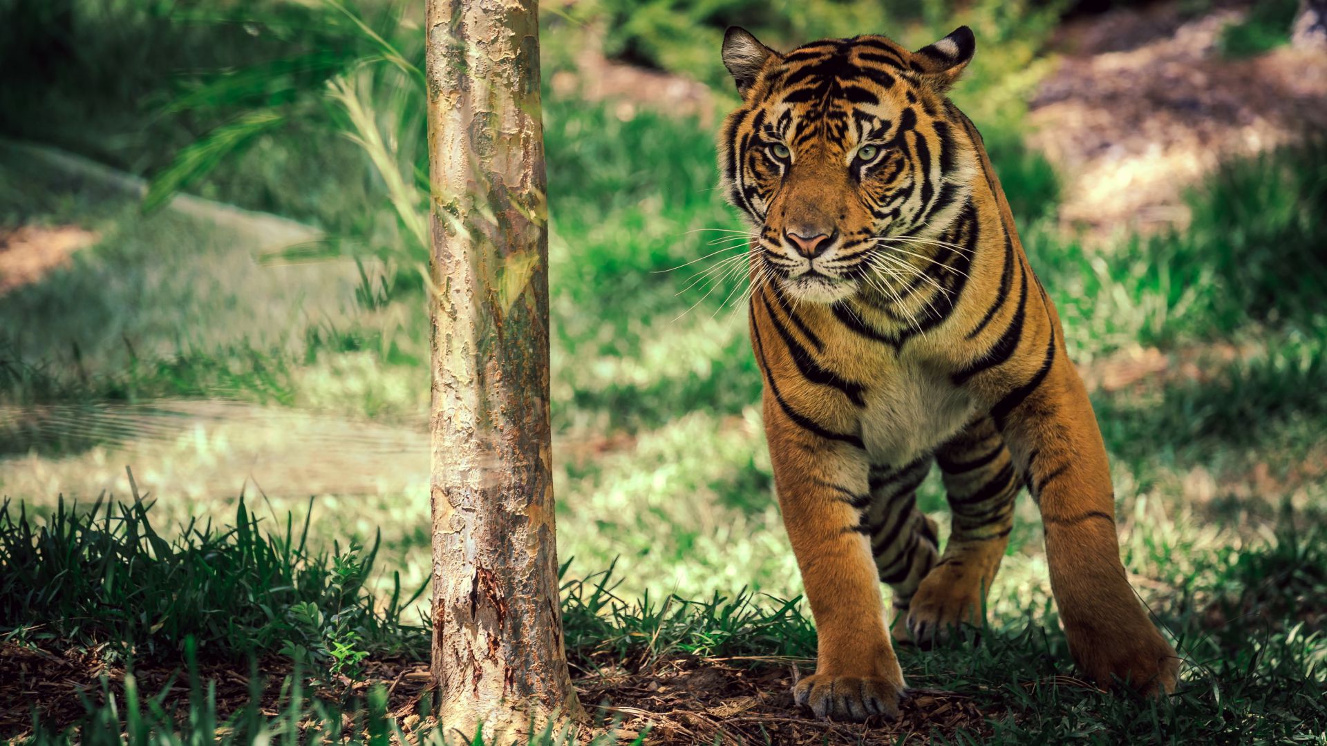 тигр, саваннa, милые животные, Tiger, savanna, cute animals (horizontal)