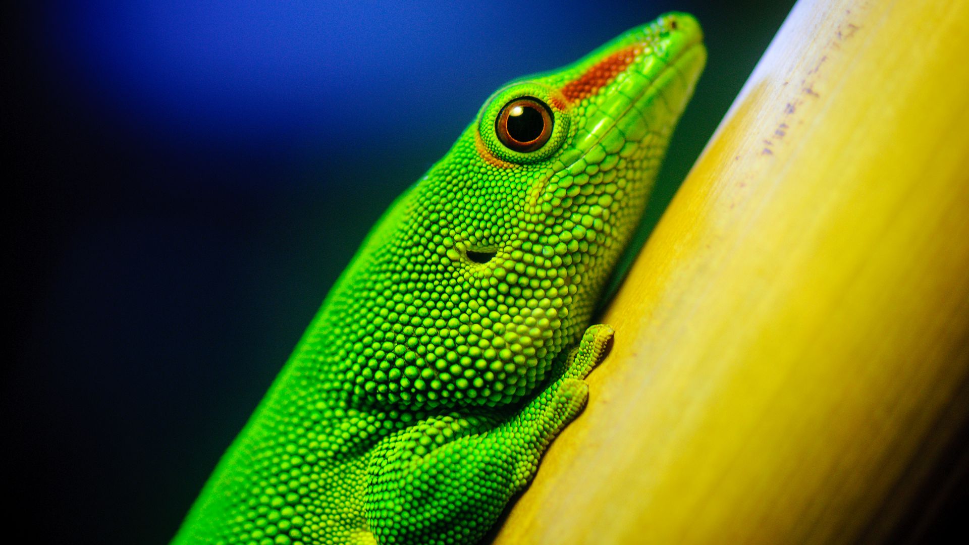 Ящерица, макро, зеленый, Lizard, macro, green (horizontal)