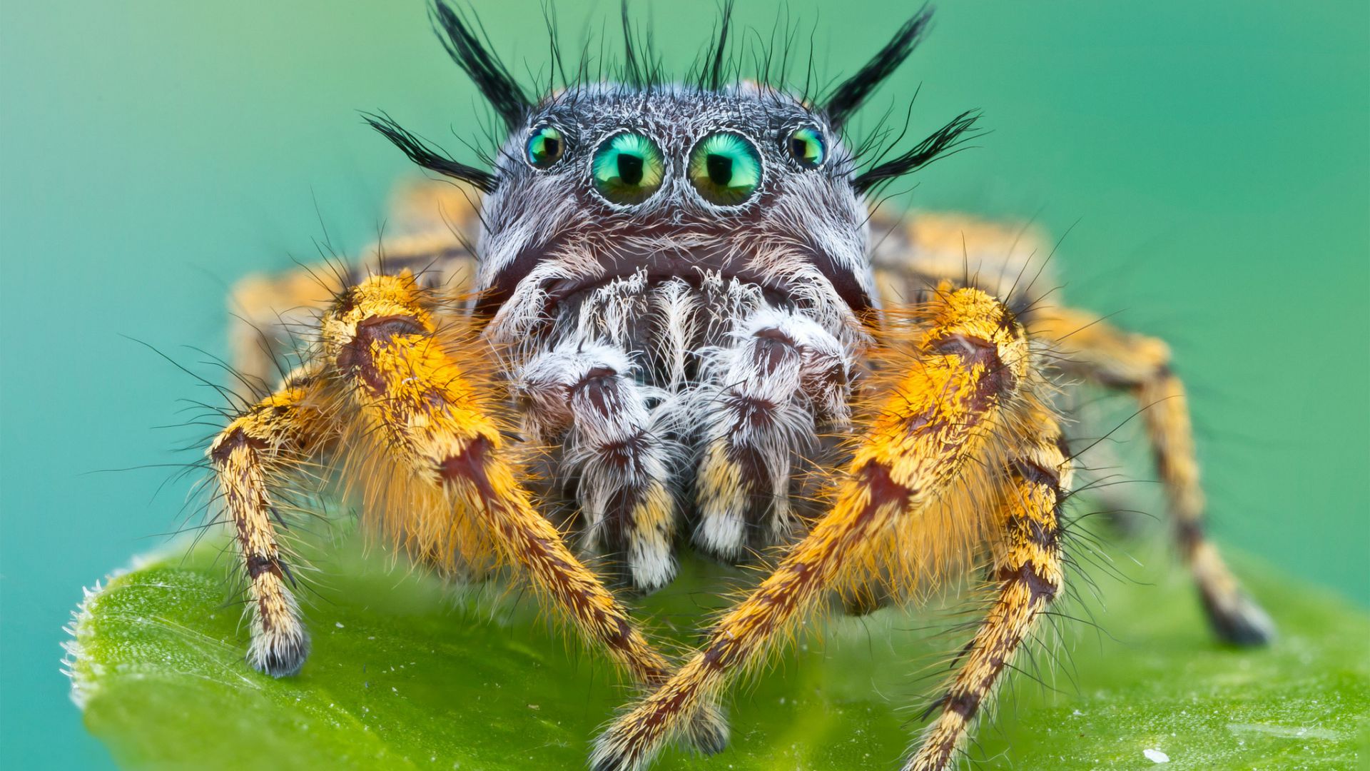 Багира киплинг, паук, макро, Bagheera kiplingi, spider, macro (horizontal)