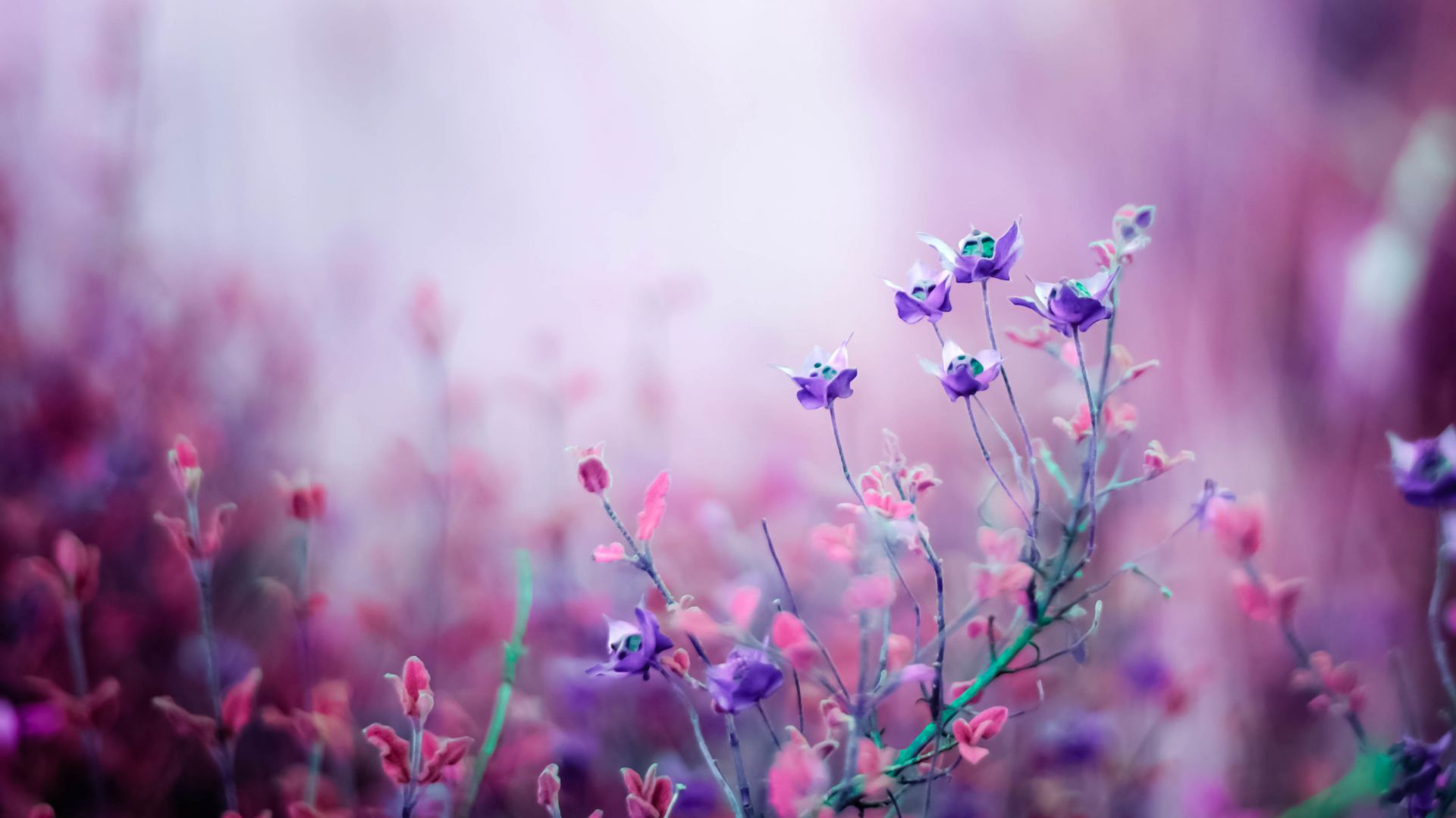 Полевые цветы, 4k, HD, фиолетовый, Wildflowers, 4k, HD wallpaper, purple (horizontal)