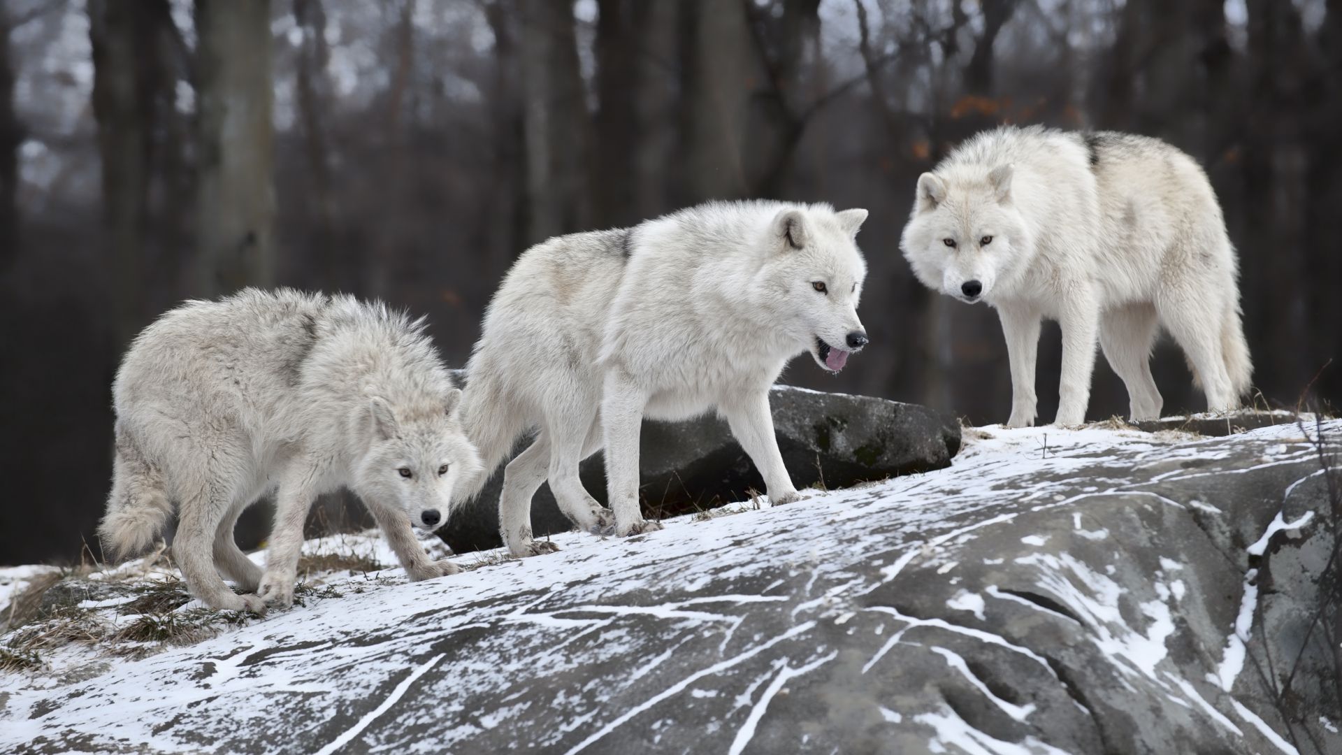 Волк, лес, снег, милые животные, Wolf, forest, snow, cute animals (horizontal)