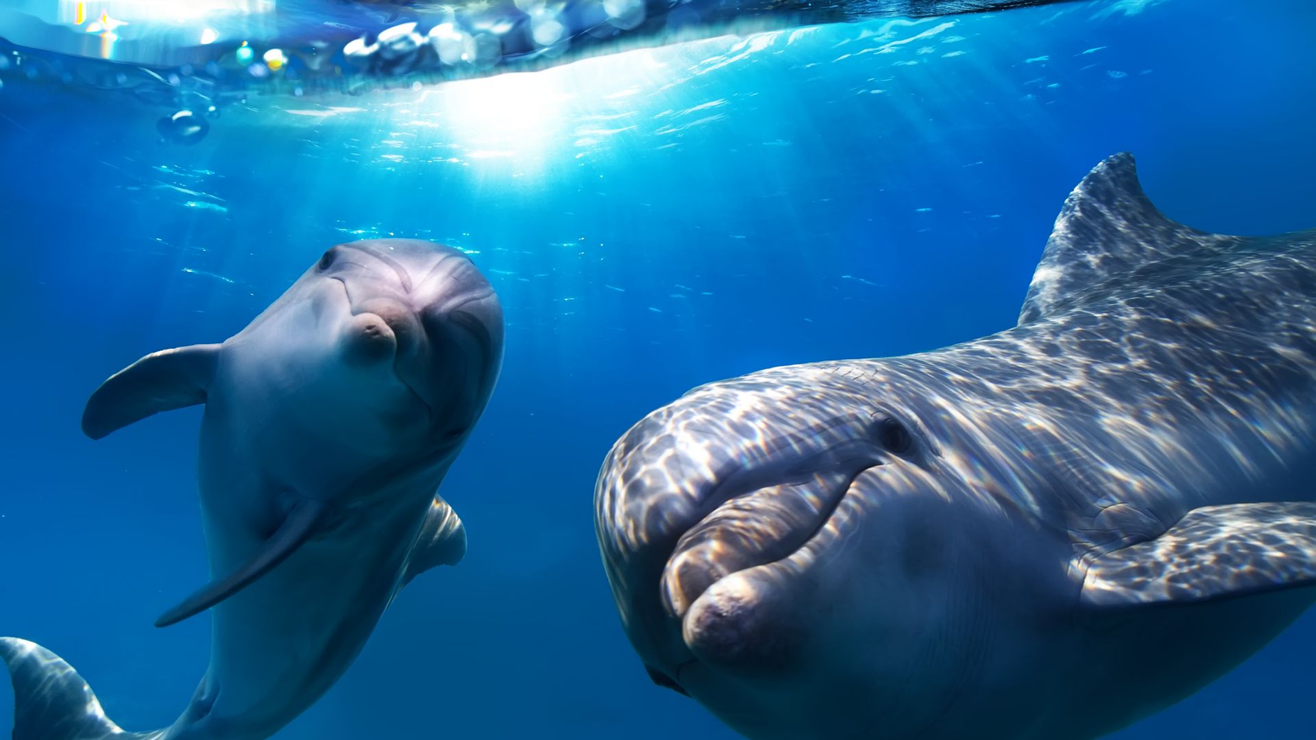 Дельфин, подводный мир, Лучшие места для дайвинга, Dolphin, underwater, Best Diving Sites (horizontal)