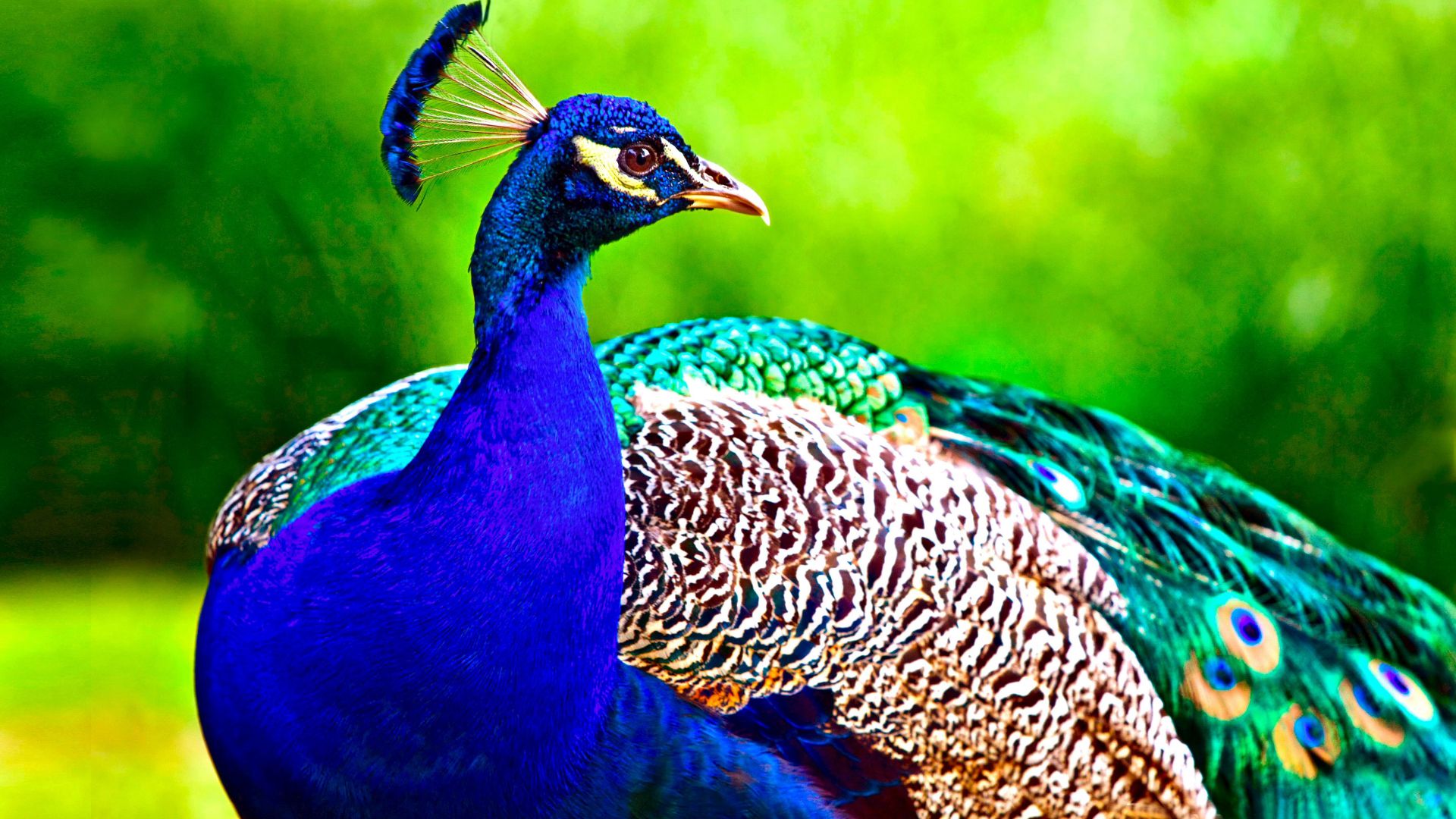 Павлин, перья, Peacock, feathers (horizontal)