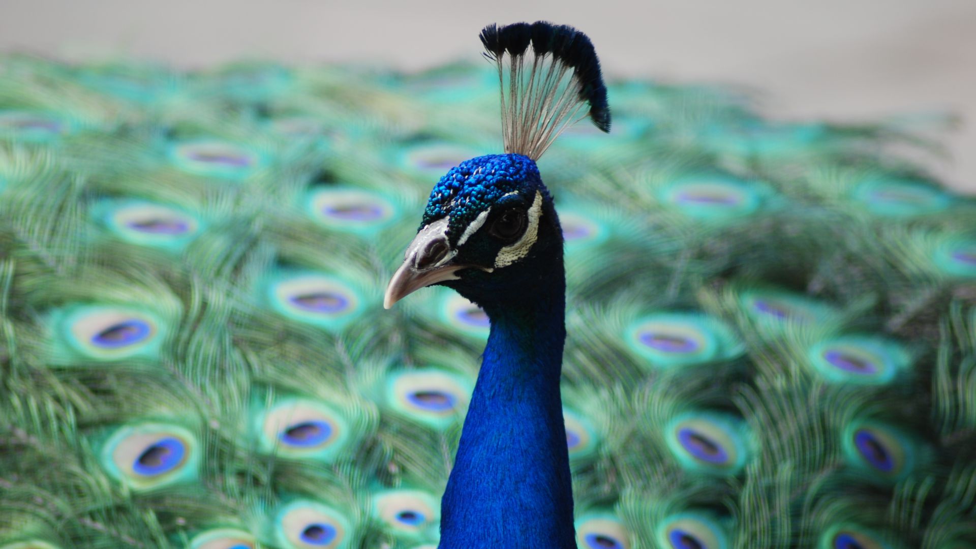 Павлин, перья, Peacock, feathers (horizontal)
