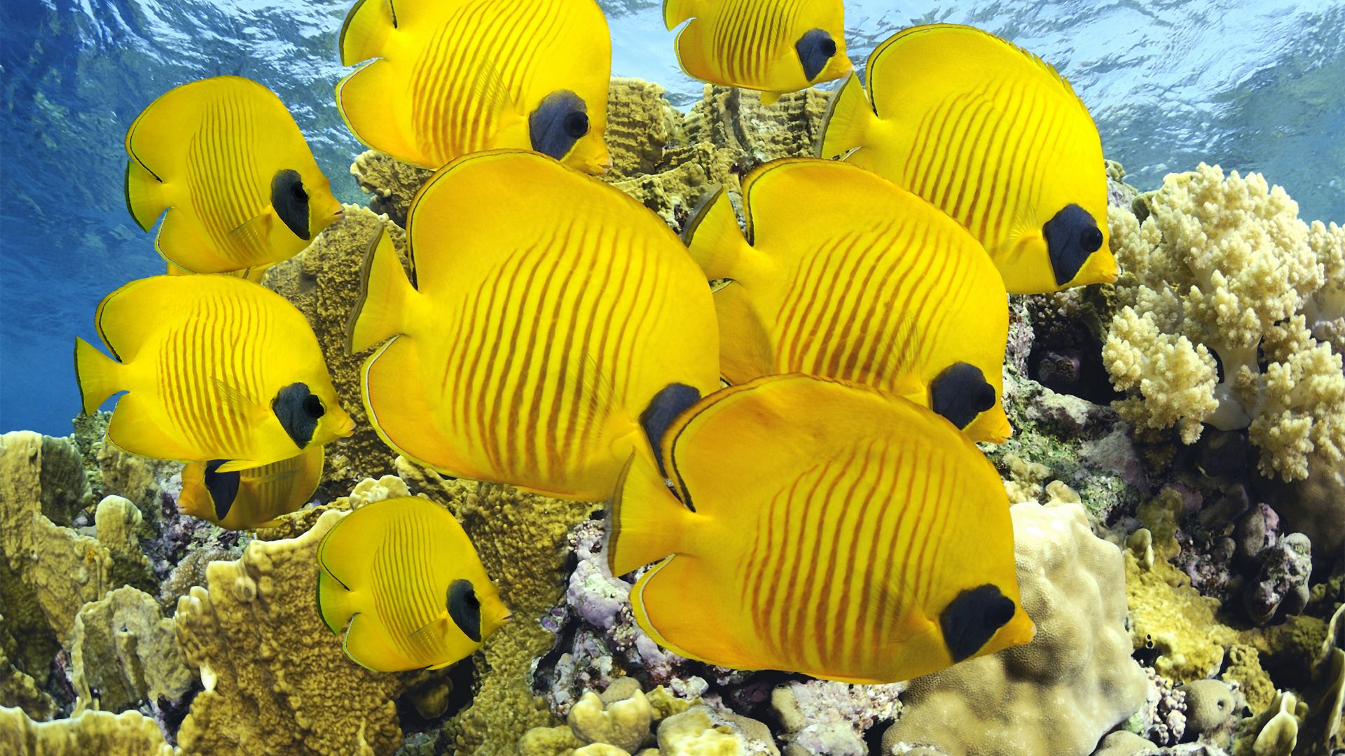 Рыба Бабочка, подводный мир, коралл, Лучшие места для дайвинга, Butterflyfish, underwater, coral, Best Diving Sites (horizontal)