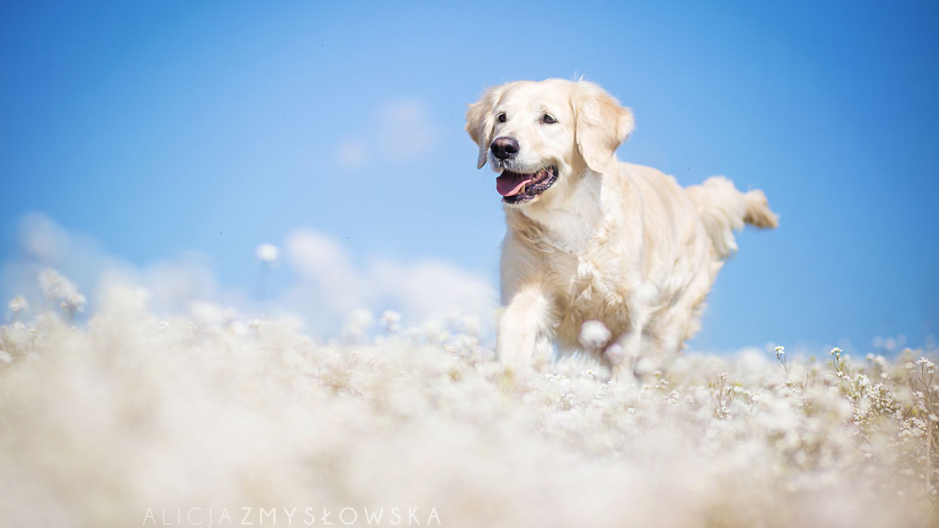 Лабрадор, собака, поле, милые животные, забавный, Labrador, dog, field, cute animals, funny (horizontal)