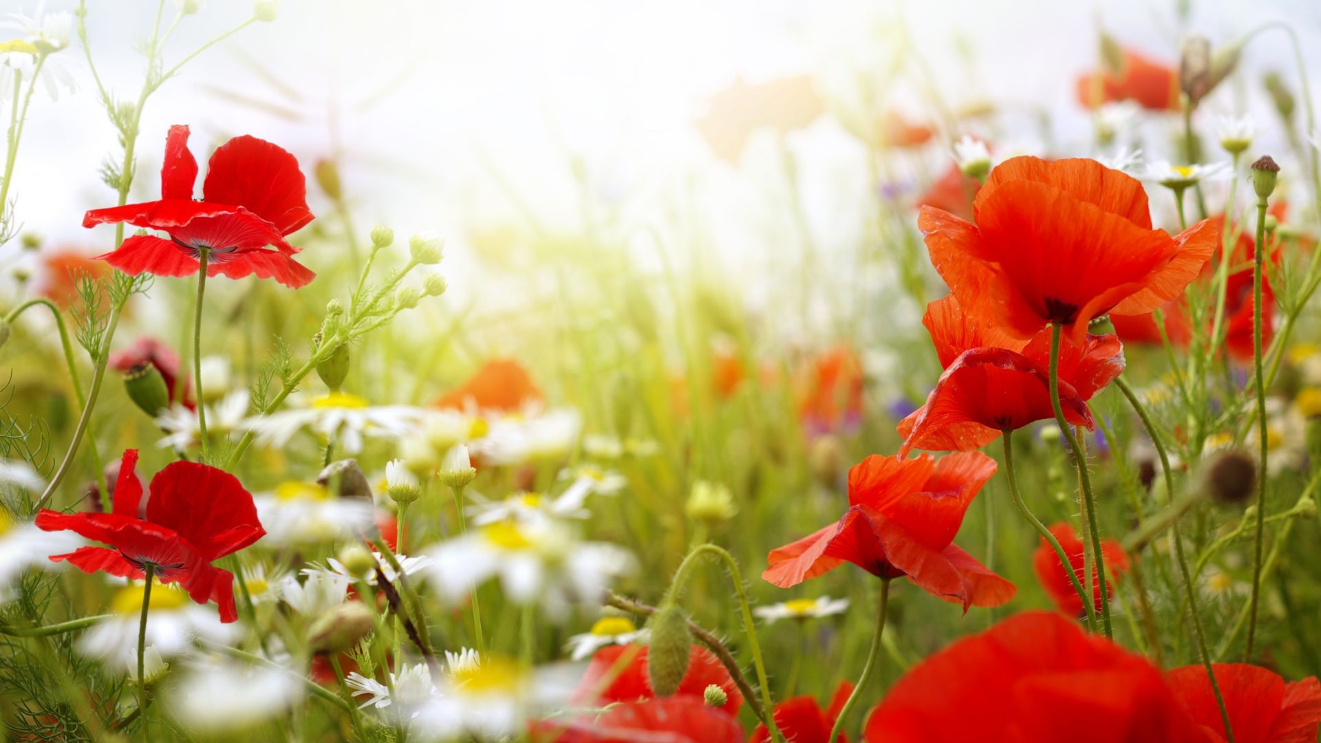 Поле, 4k, HD, Ромашки, Мак, цветы, Field, 4k, HD wallpaper, Chamomile, Poppy, flowers (horizontal)