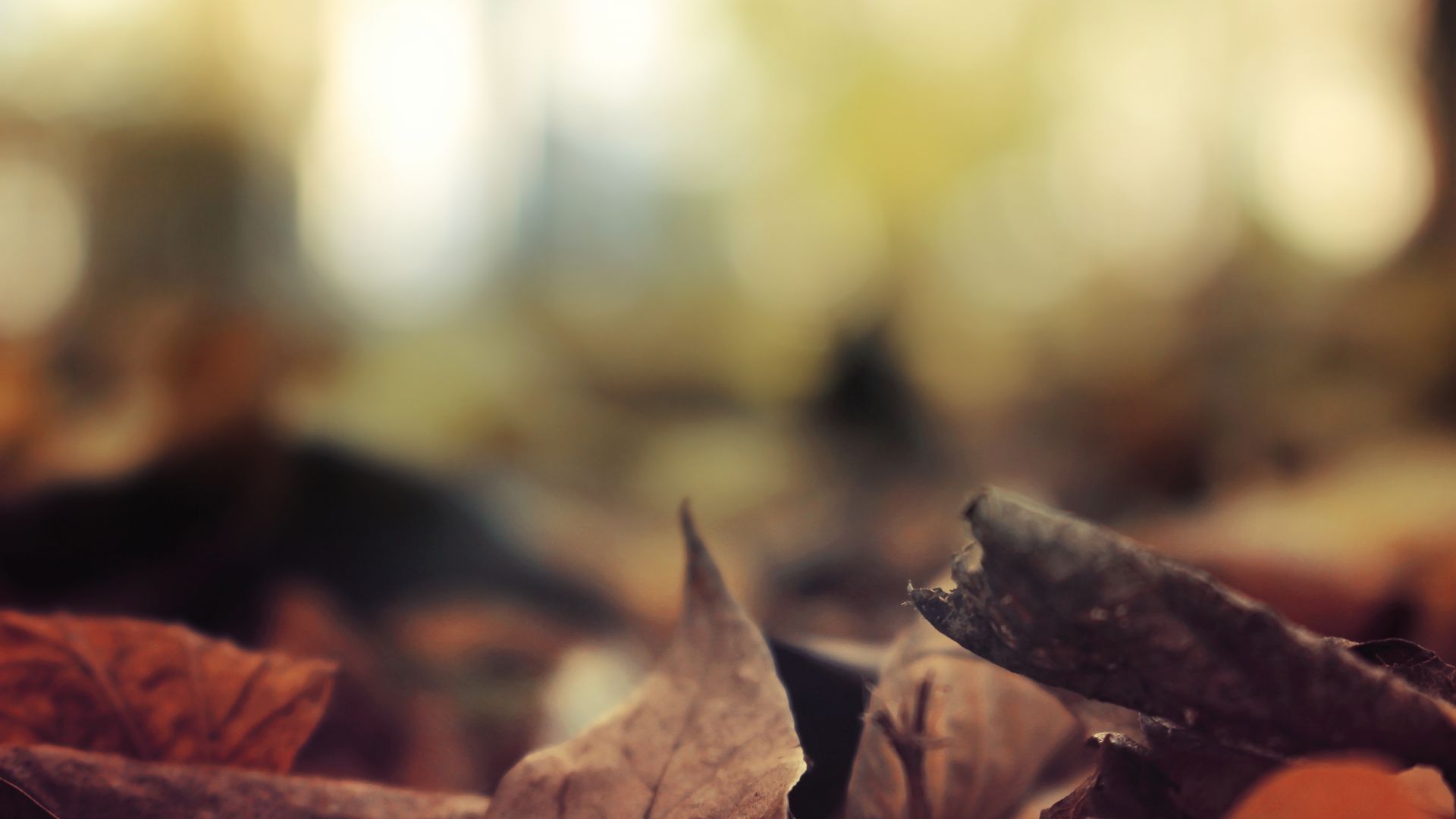 Листья, 5k, 4k, осень, лес, Leaves, 5k, 4k wallpaper, autumn, forest (horizontal)