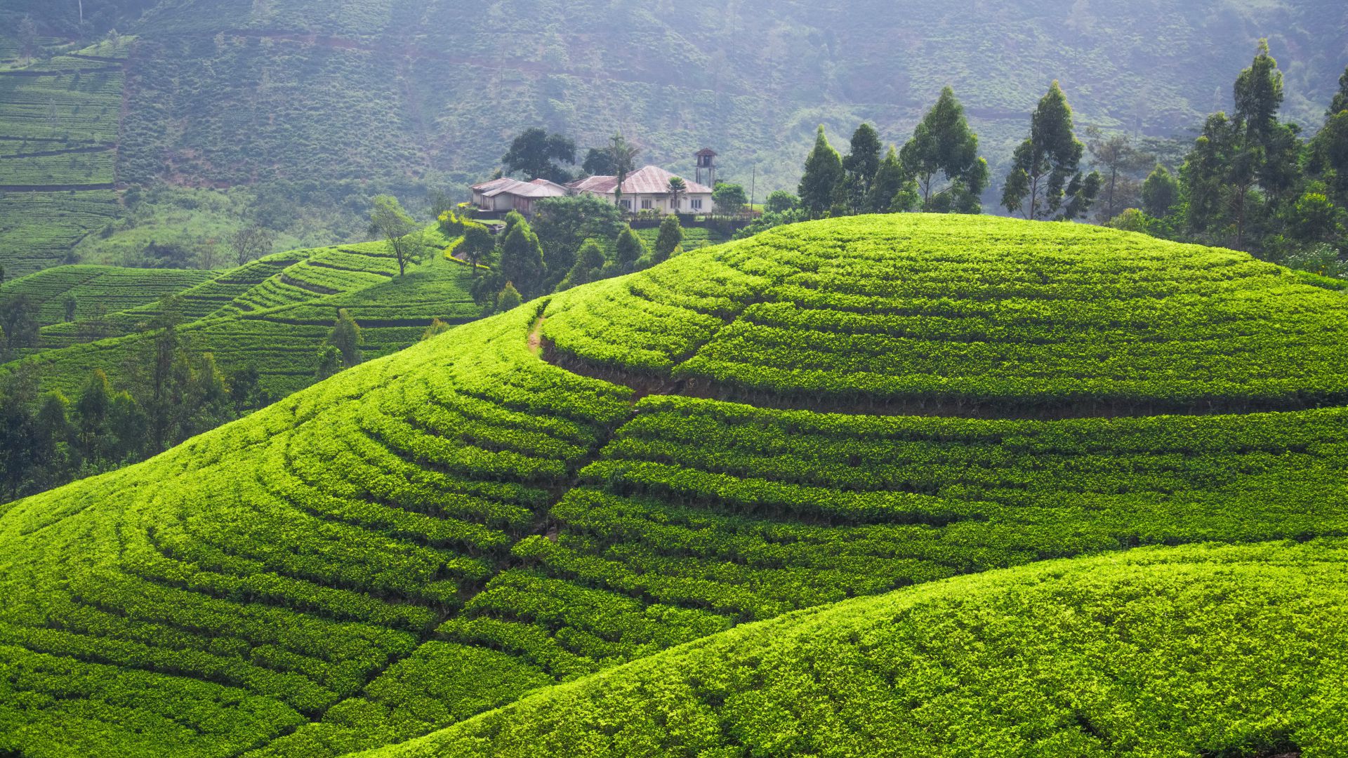 Плантации чая, 5k, 4k, Холмы, деревья, зеленые, Tea plantation, 5k, 4k wallpaper, Hills, trees, green (horizontal)