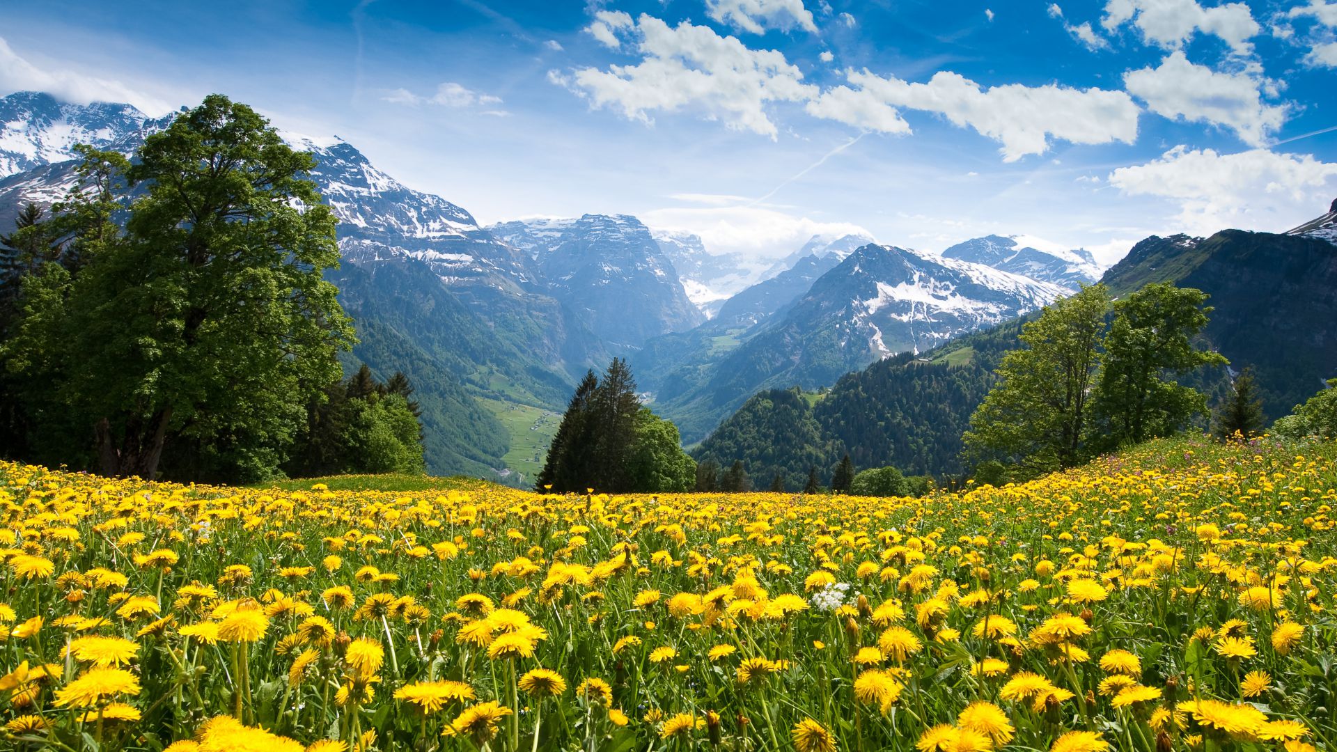 Альпы, 4k, HD, Франция, горы, одуванчик, луга, небо, Alps, 4k, HD wallpaper, France, mountains, dandelion, meadows, sky (horizontal)