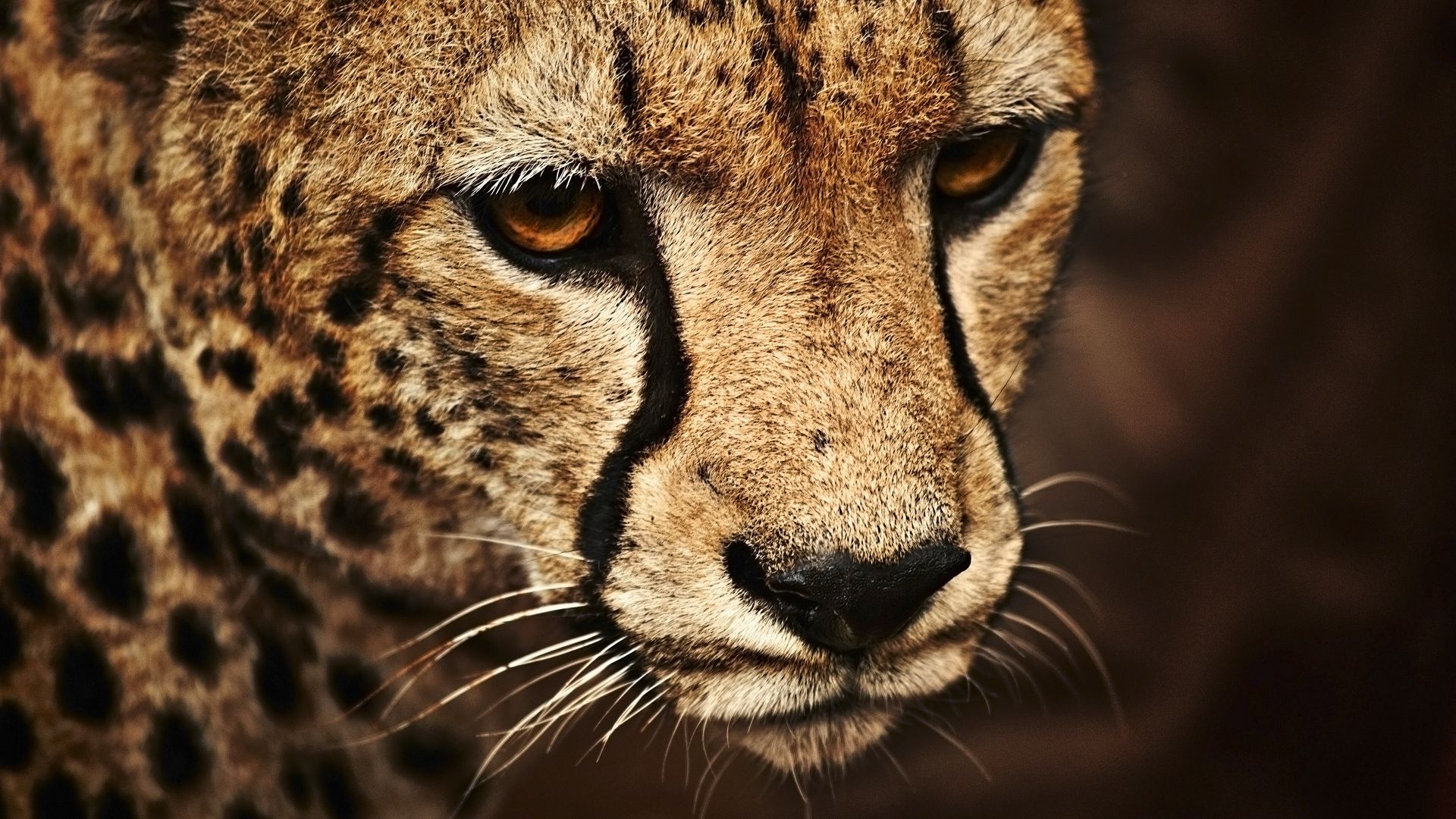 Гепард, взгляд, милые животные, Cheetah, look, cute animals (horizontal)