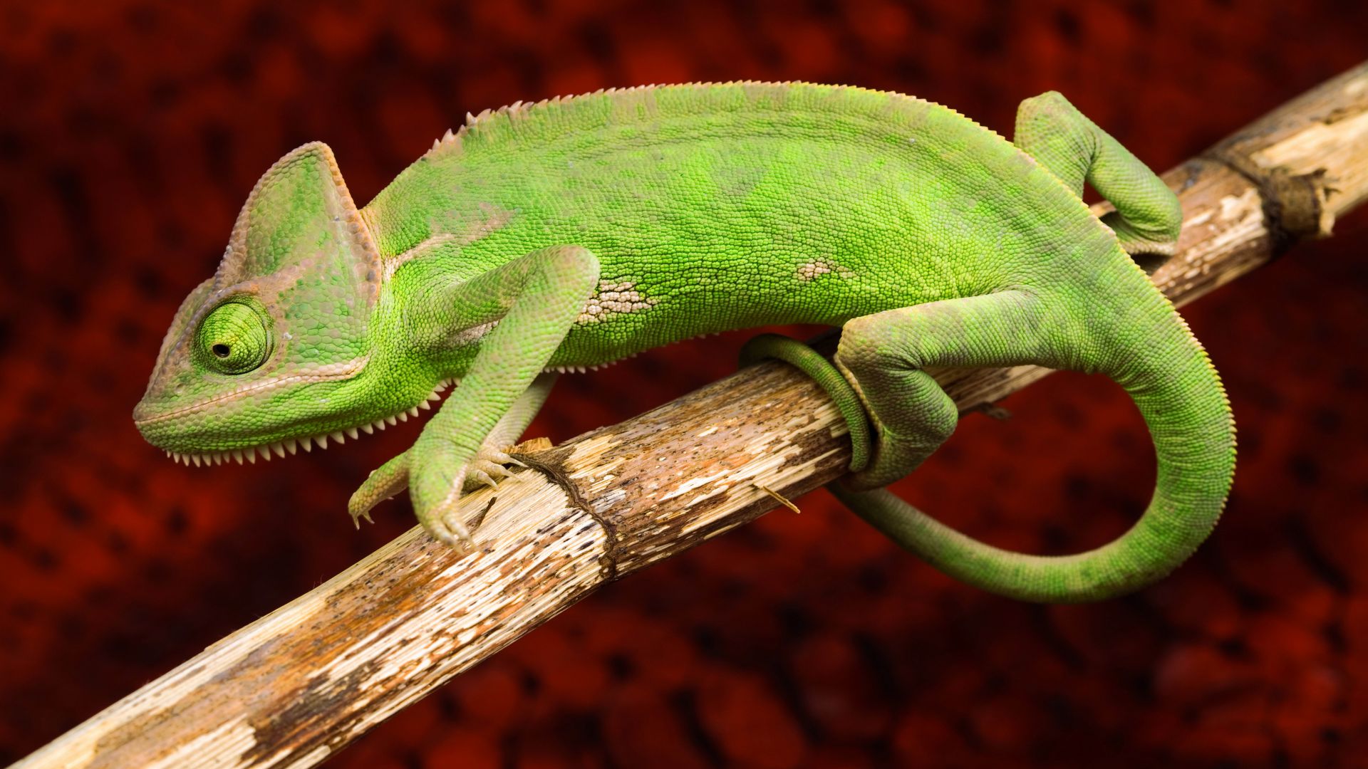 Хамелеон, ящерица, зеленый, Chameleon, lizard, green (horizontal)