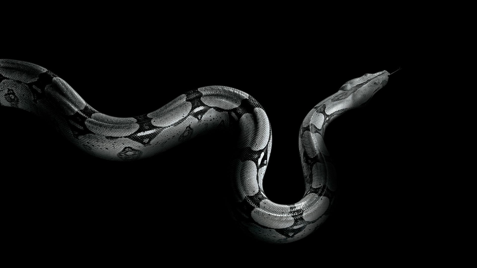 Питон, змея, Python, snake (horizontal)