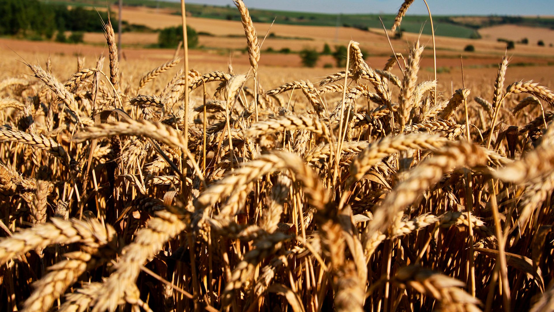 Луга, 5k, 4k, пшеница, поле, Meadows, 5k, 4k wallpaper, wheat, field (horizontal)