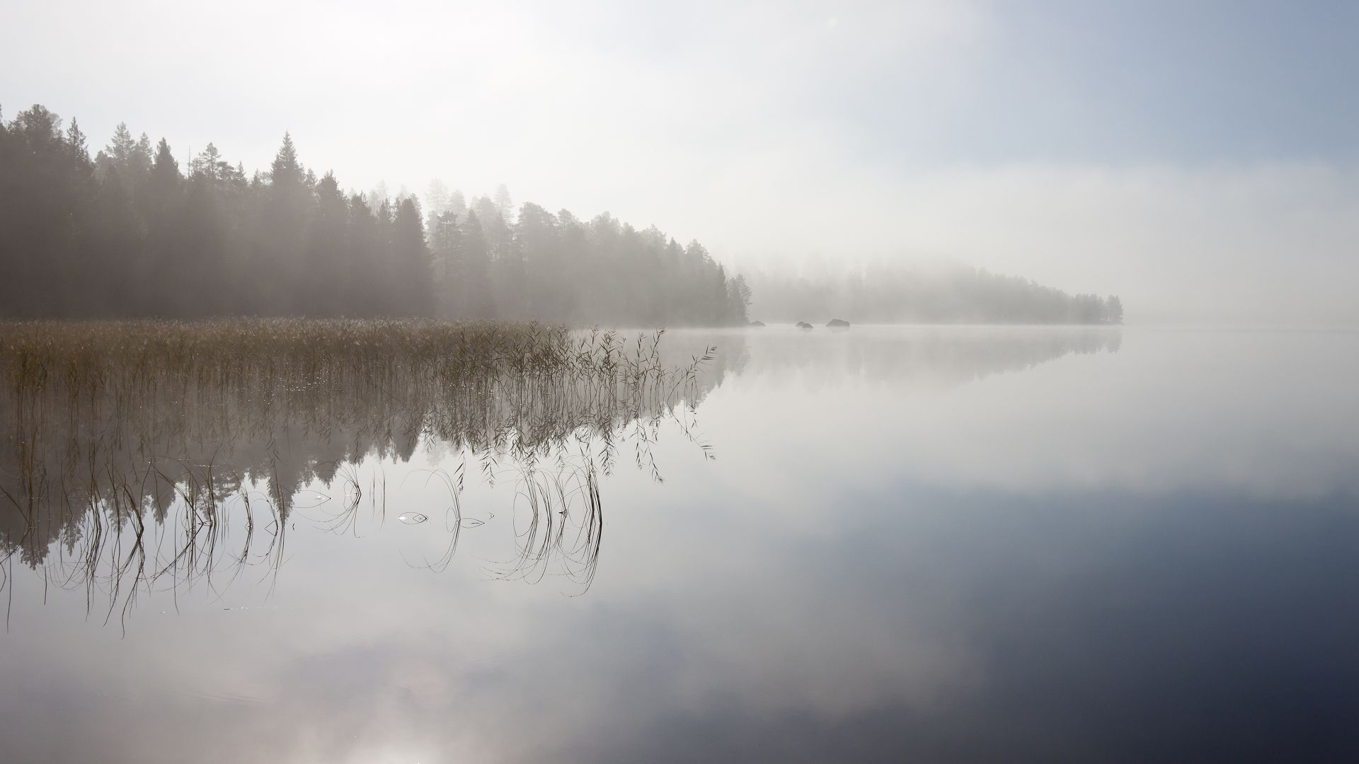 Река, 5k, 4k, туман, деревья, небо, River, 5k, 4k wallpaper, fog, trees, sky (horizontal)