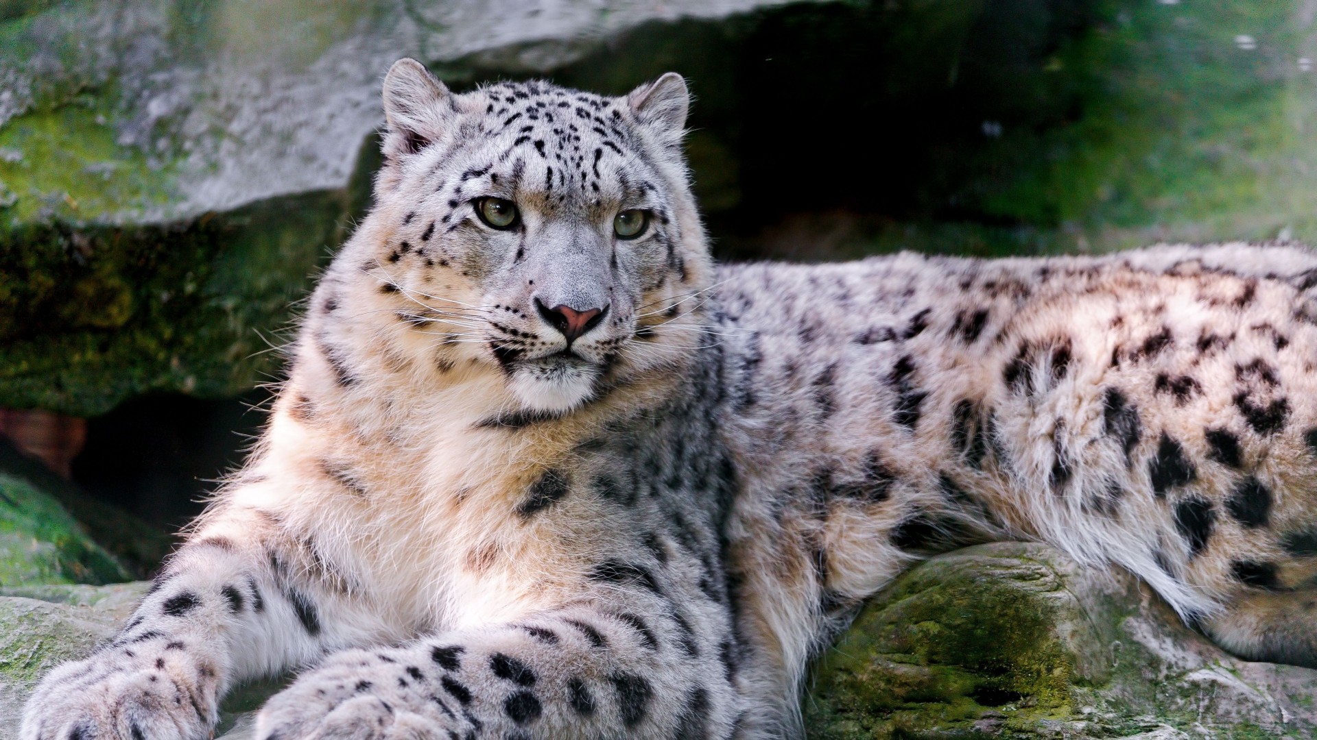 снежный леопард, лежит, дикая, природа, глаза, Snow leopard, wild, nature, eyes (horizontal)