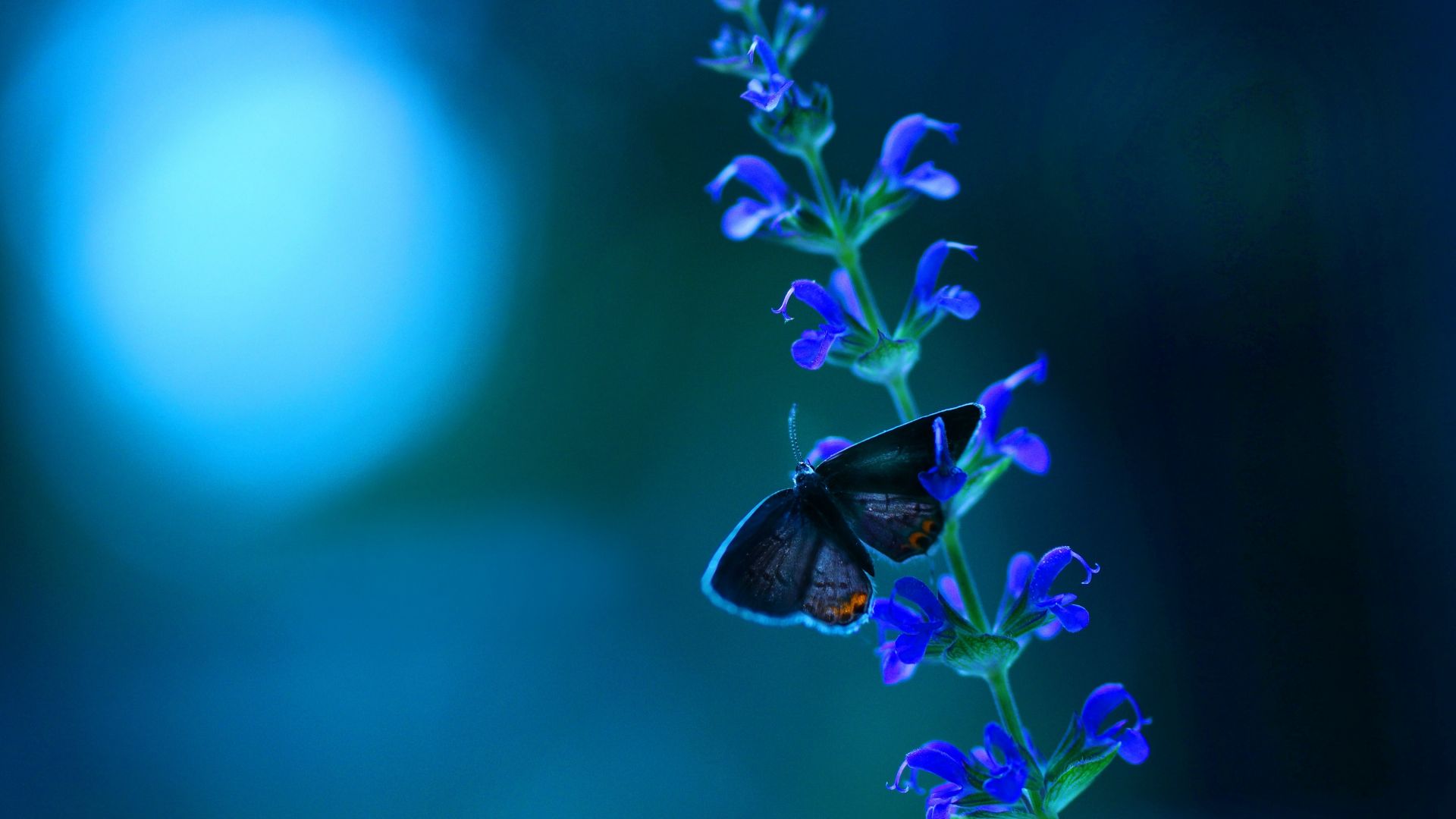 Бабочка, цветы, голубой, Butterfly, flowers, blue (horizontal)